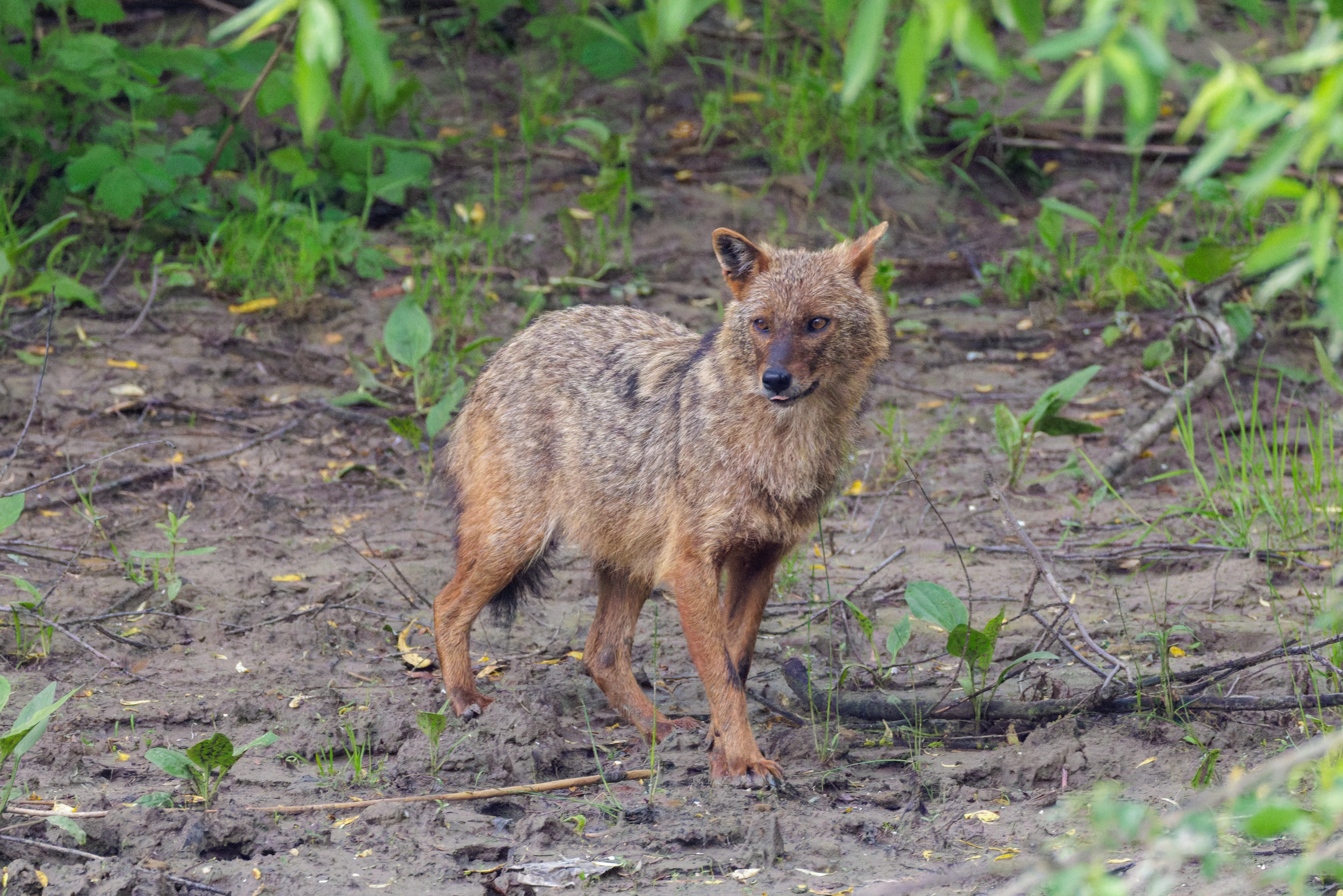 Golden Jackal, Danube Delta, Romania — photo by Orlando Prugel-Bennett