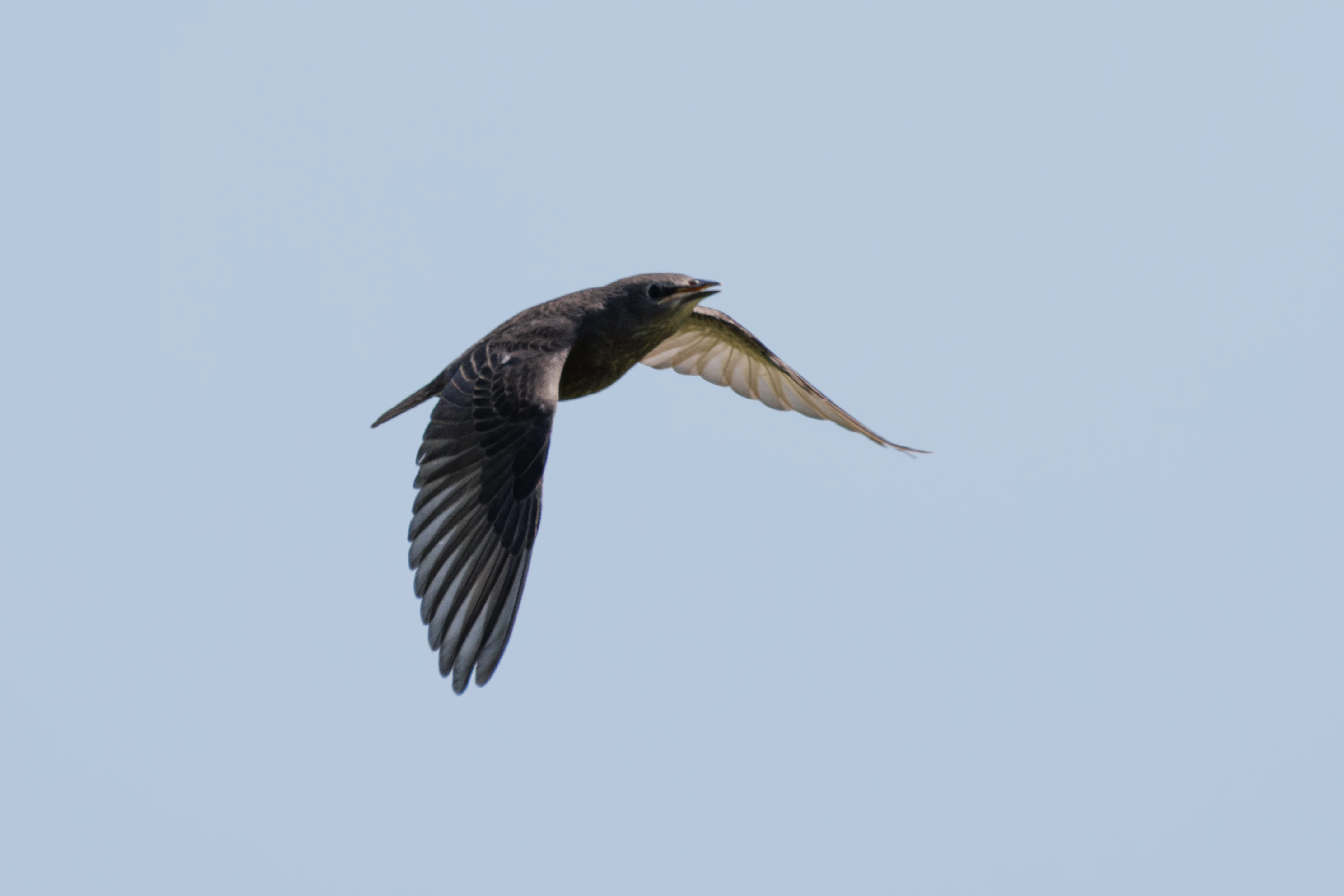 Starling, Romanian Steppe, Romania — photo by Orlando Prugel-Bennett