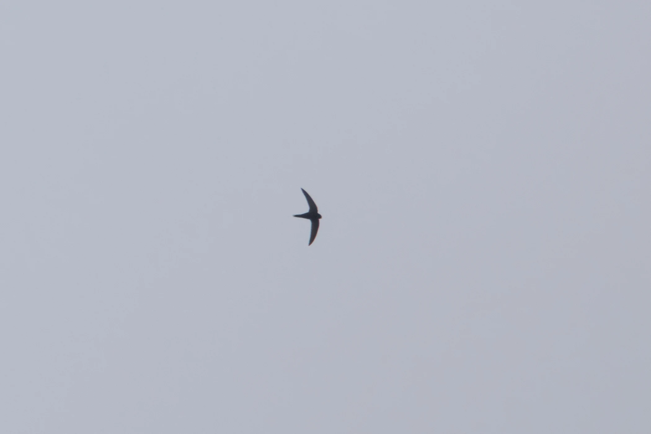 Common Swift, Transylvania, Romania — photo by Orlando Prugel-Bennett