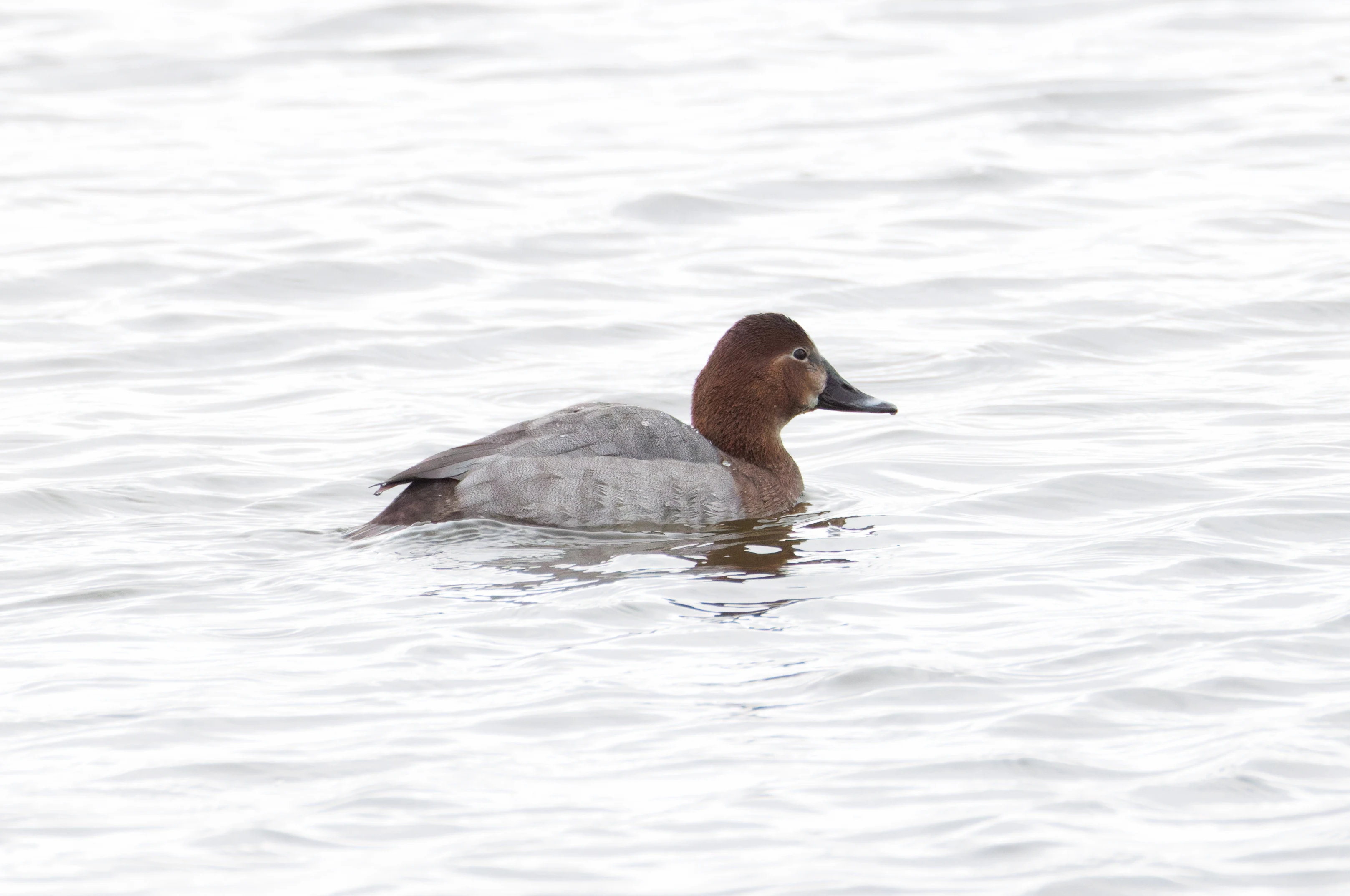 Common Pochard, Clot de Galvany, Alicante, Spain — photo by Orlando Prugel-Bennett