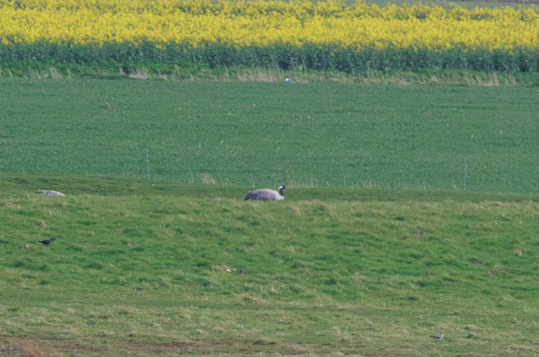 Common Crane, WWT Welney, Cambridgeshire, UK — photo by Orlando Prugel-Bennett