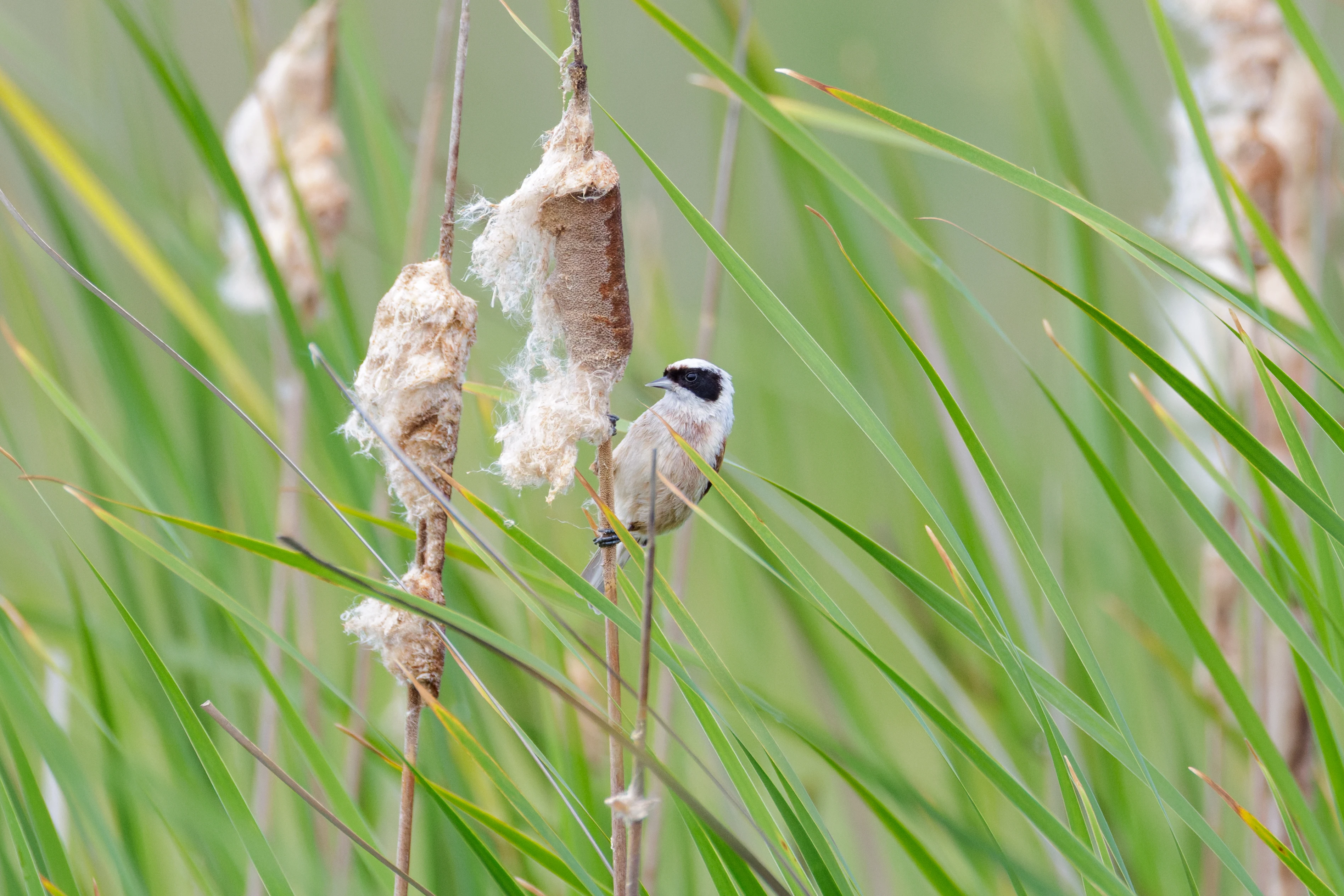 Eurasian Penduline Tit, Danube Delta, Romania — photo by Orlando Prugel-Bennett
