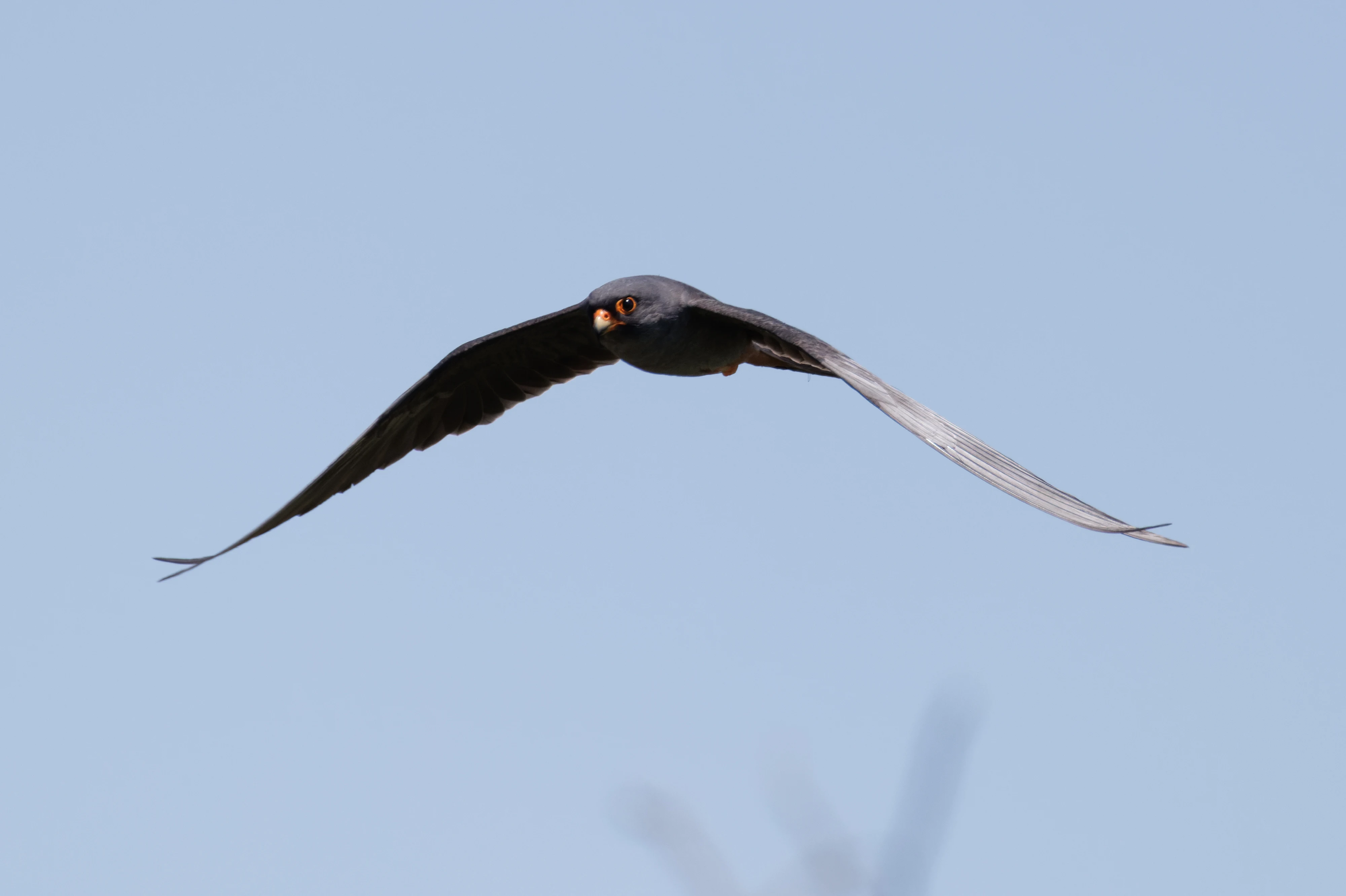 Red-footed Falcon, Romanian Steppe, Romania — photo by Orlando Prugel-Bennett