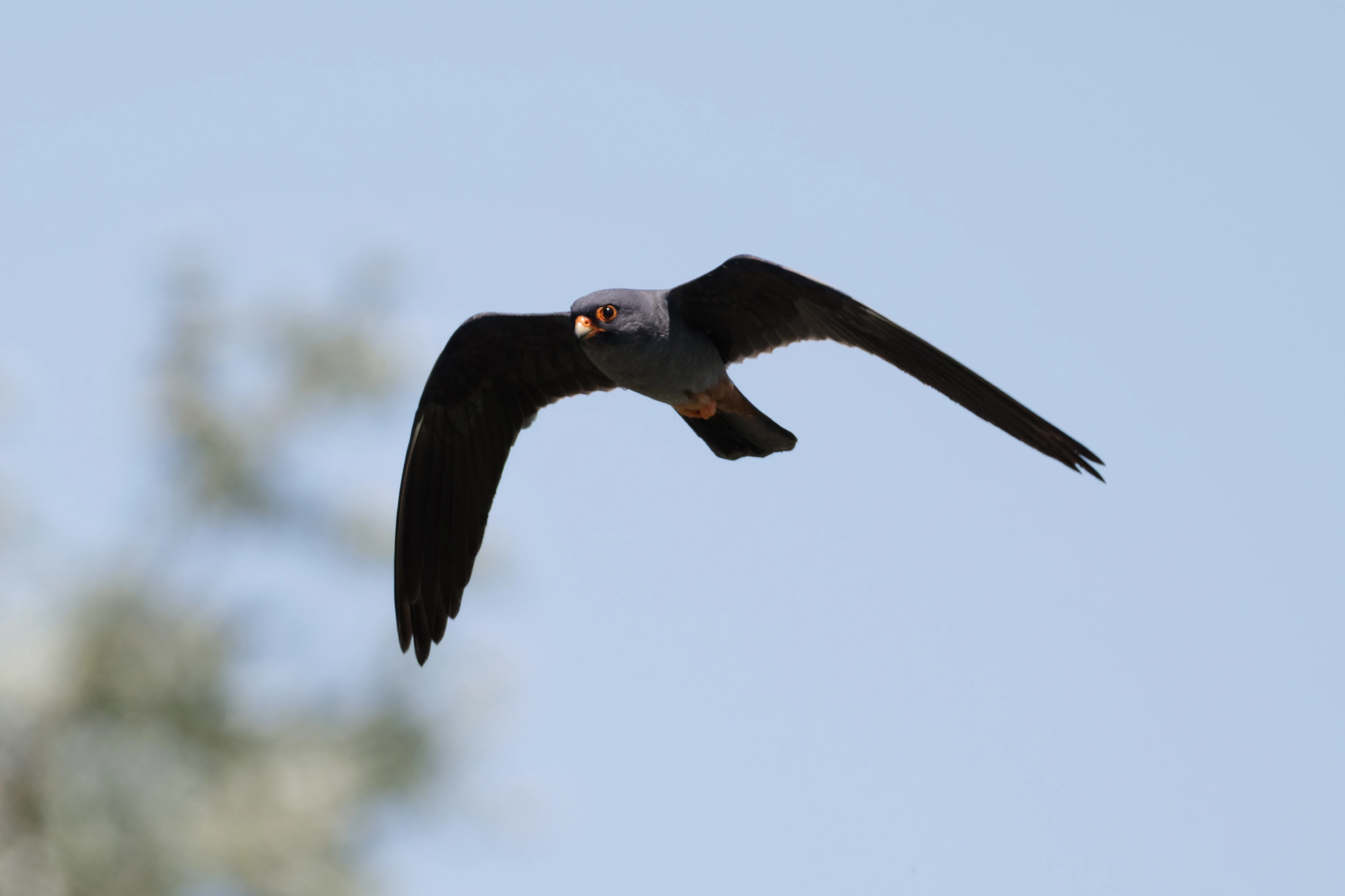 Red-footed Falcon, Romanian Steppe, Romania — photo by Orlando Prugel-Bennett
