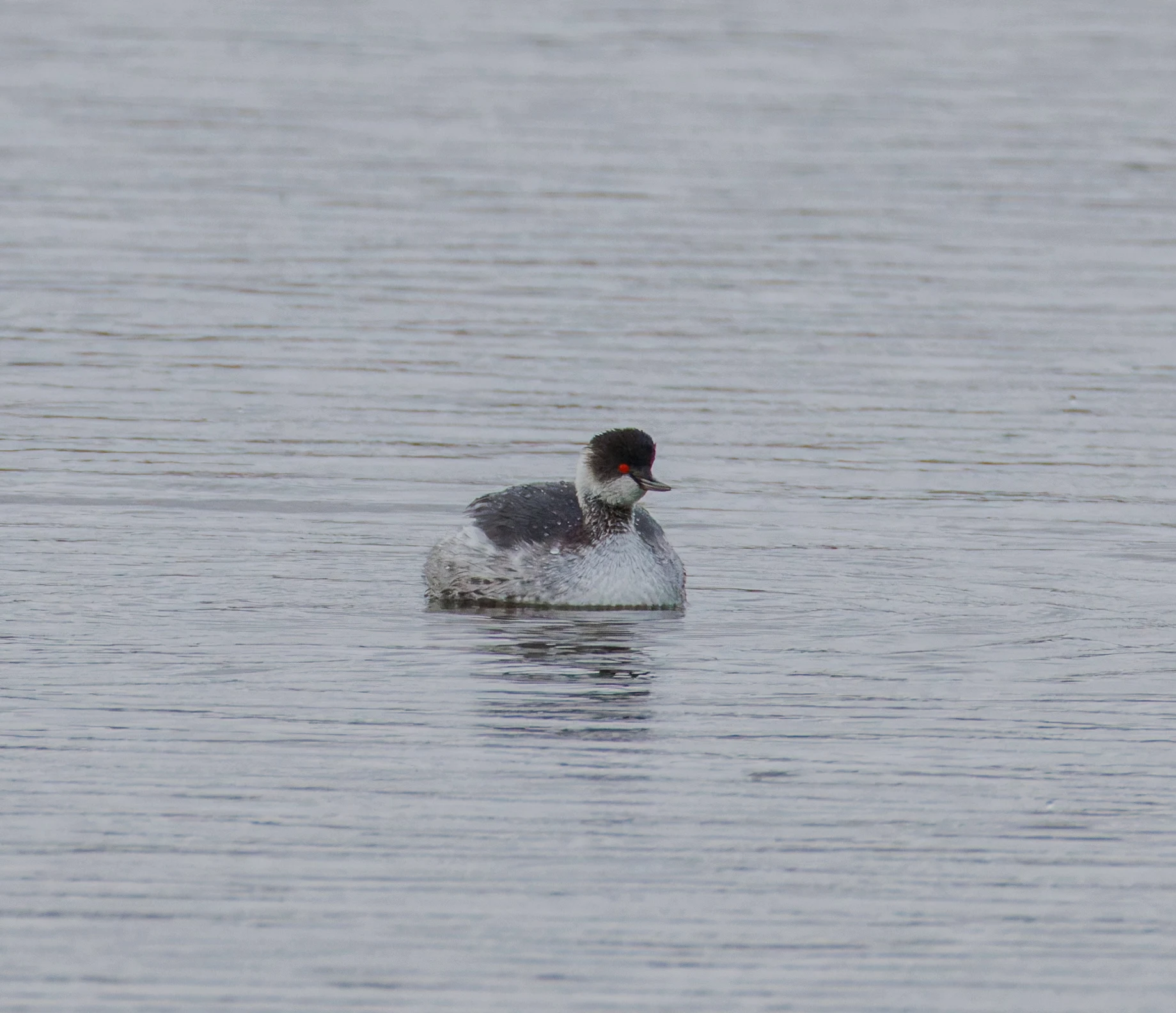 Black-necked Grebe, Clot de Galvany, Alicante, Spain — photo by Orlando Prugel-Bennett