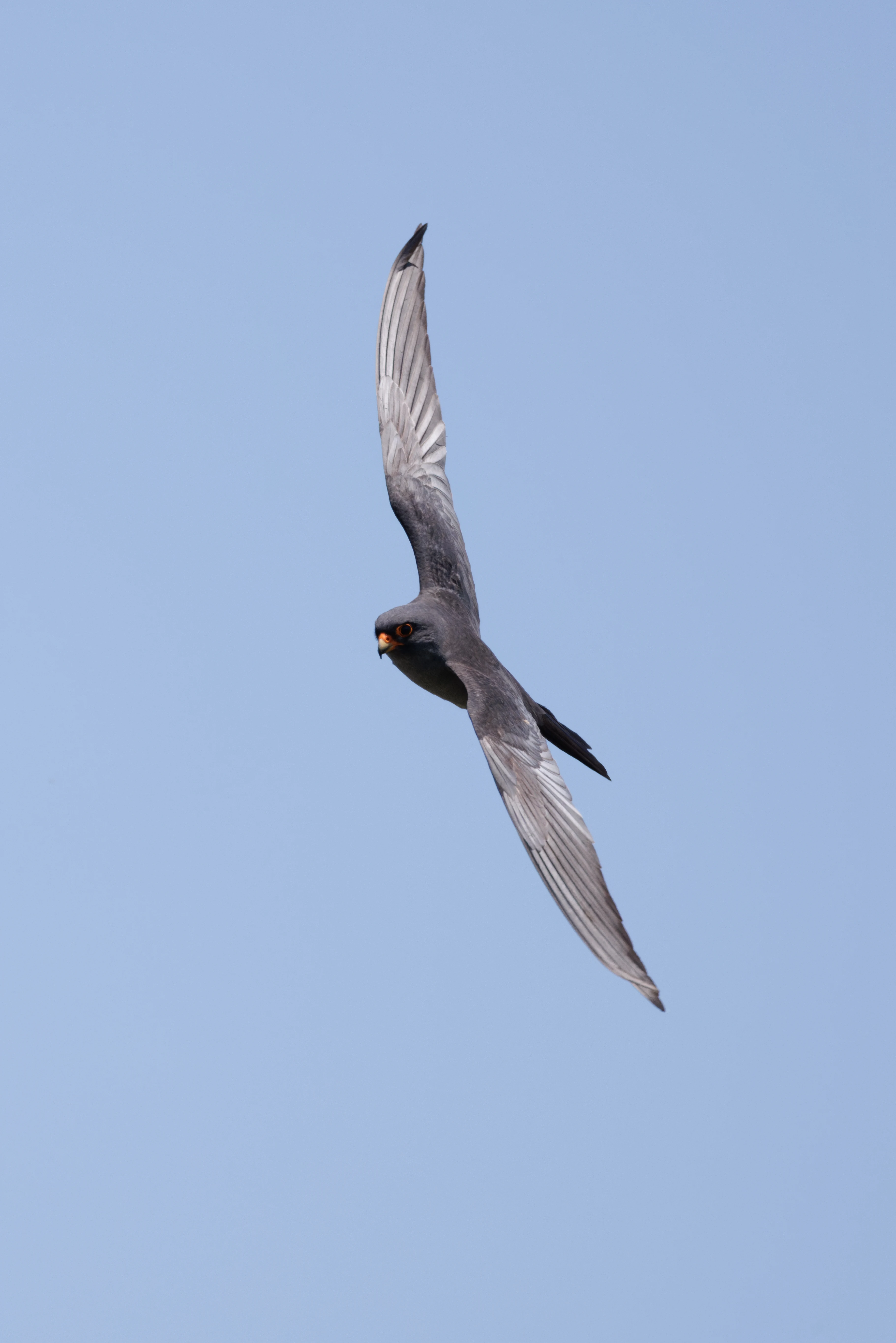 Red-footed Falcon, Romanian Steppe, Romania — photo by Orlando Prugel-Bennett
