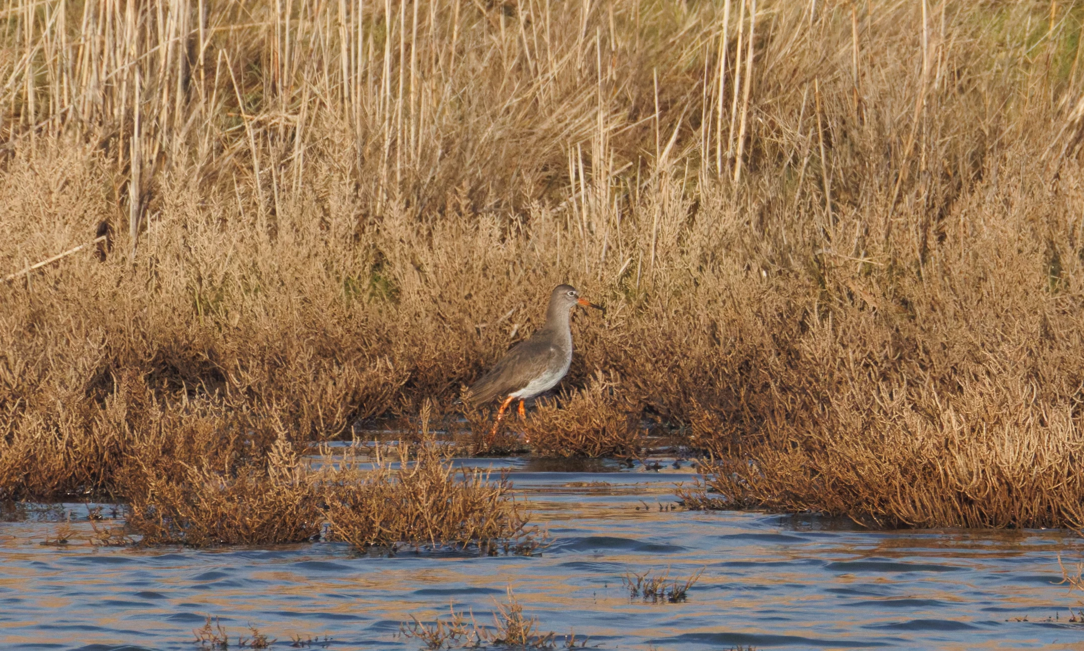 Common Redshank, Zeeland, Netherlands — photo by Orlando Prugel-Bennett