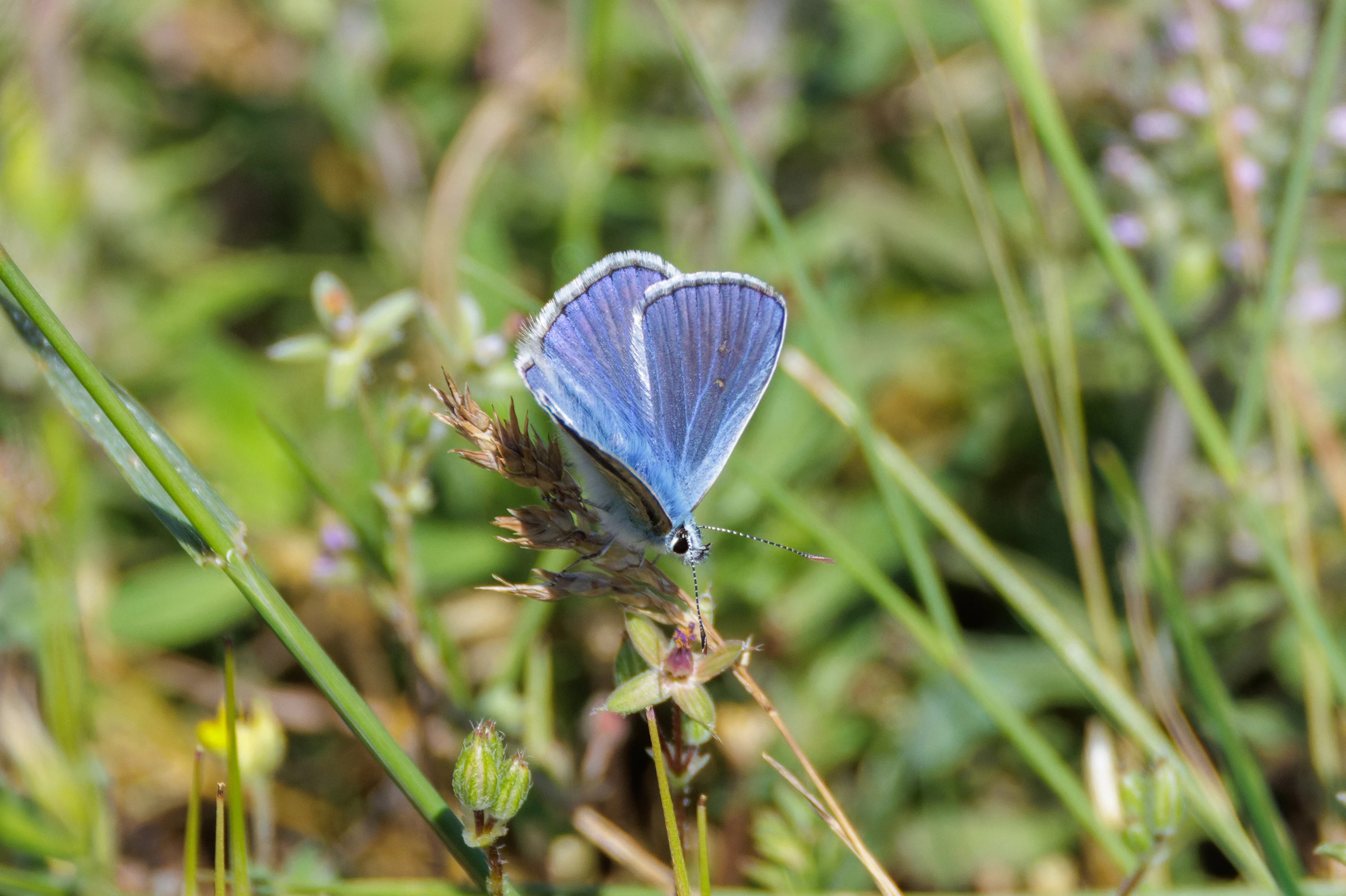 Common Blue butterfly, Romanian Steppe, Romania — photo by Orlando Prugel-Bennett