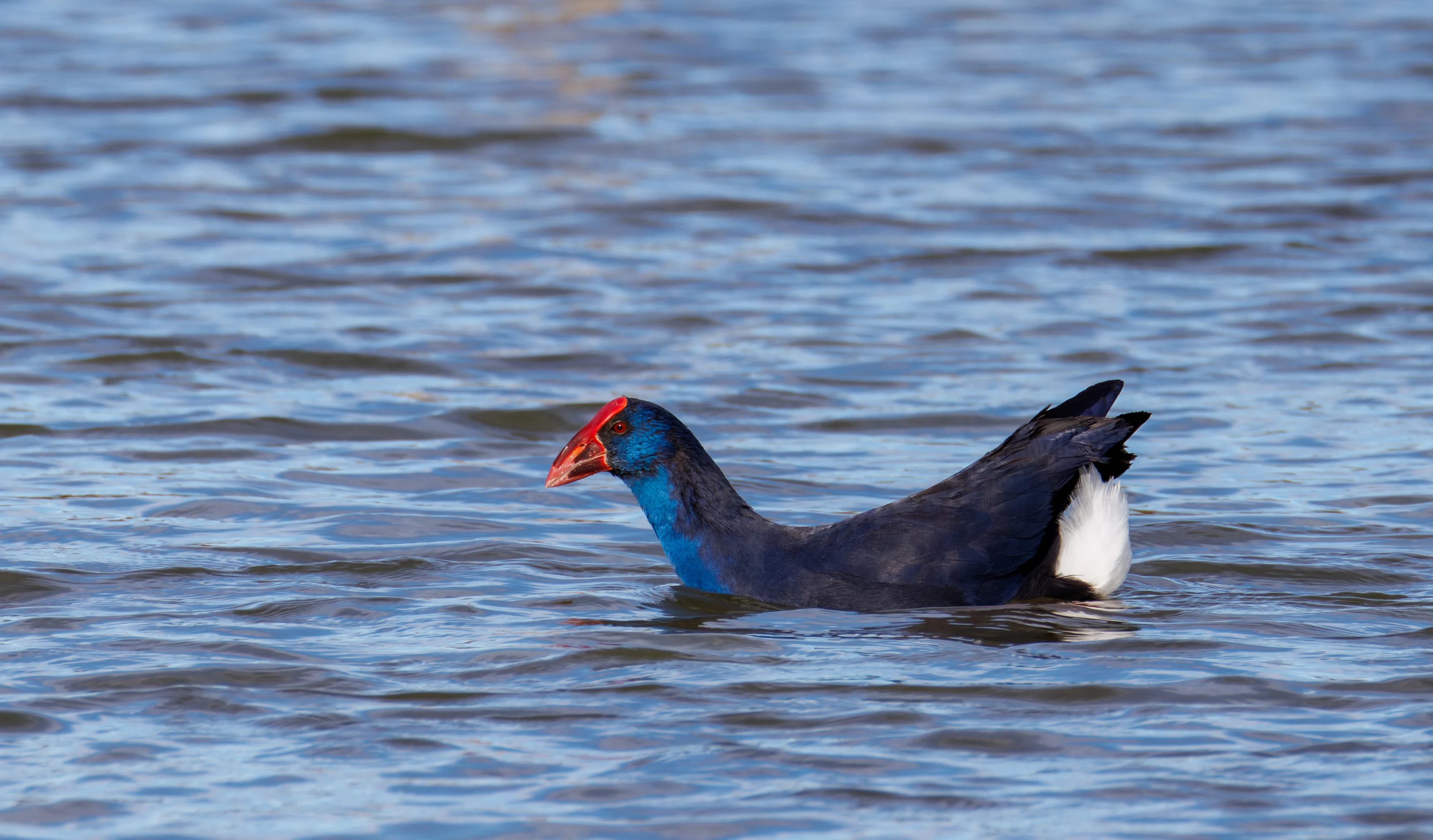 Western Swamphen, El Hondo, Spain — photo by Orlando Prugel-Bennett
