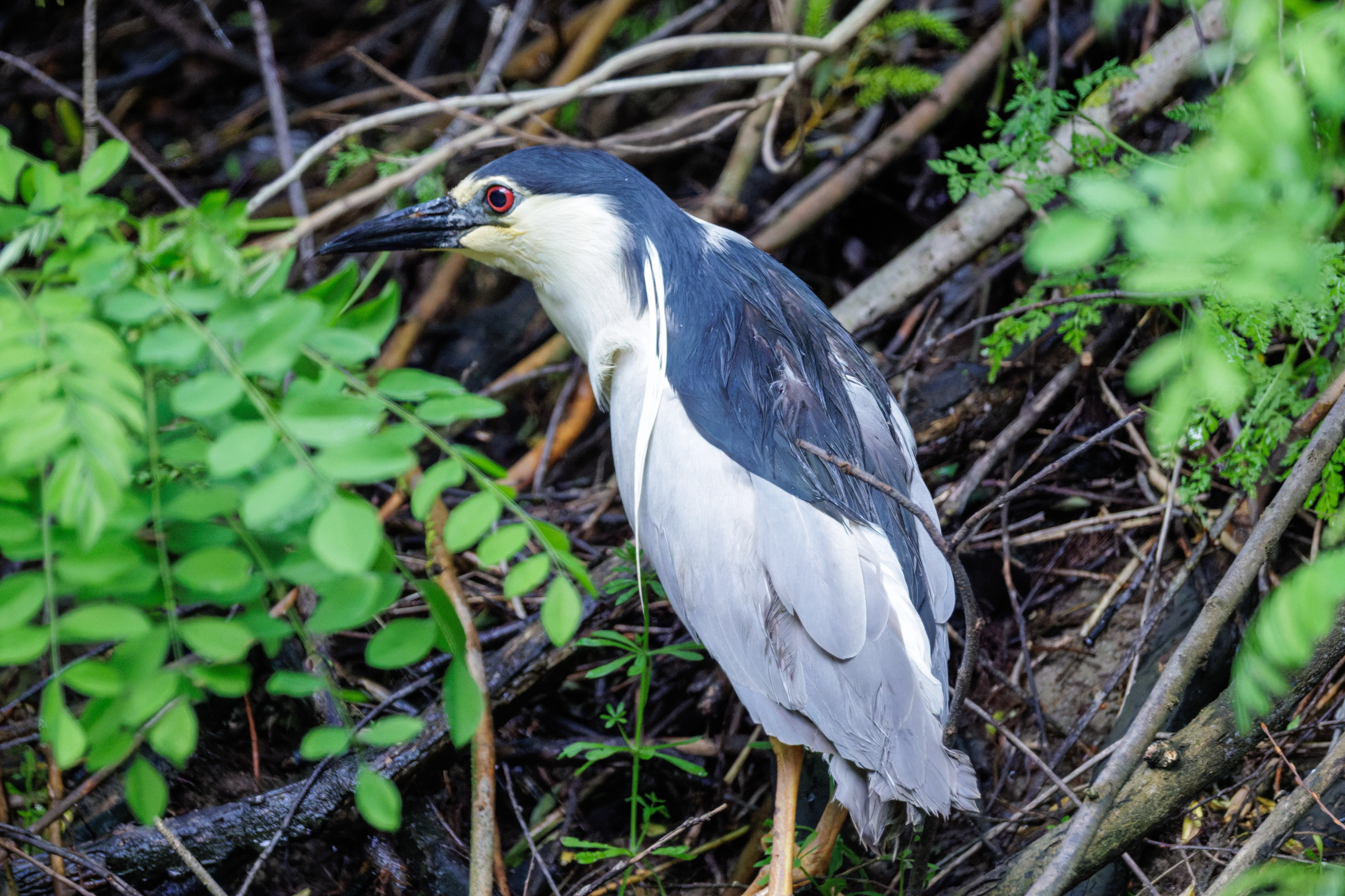 Black-crowned Night Heron, Danube Delta, Romania — photo by Orlando Prugel-Bennett