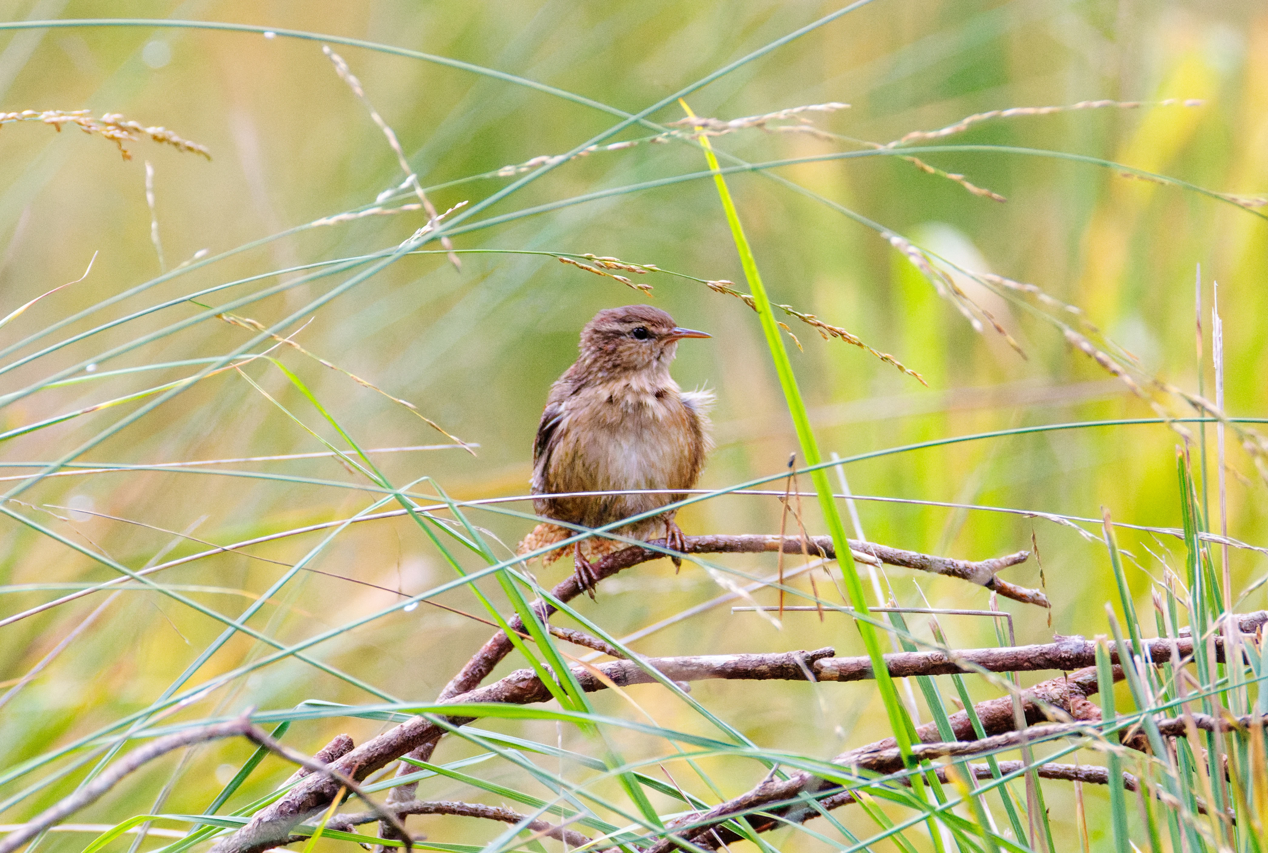 Eurasian Wren, Hawkhill, Hampshire, UK — photo by Orlando Prugel-Bennett
