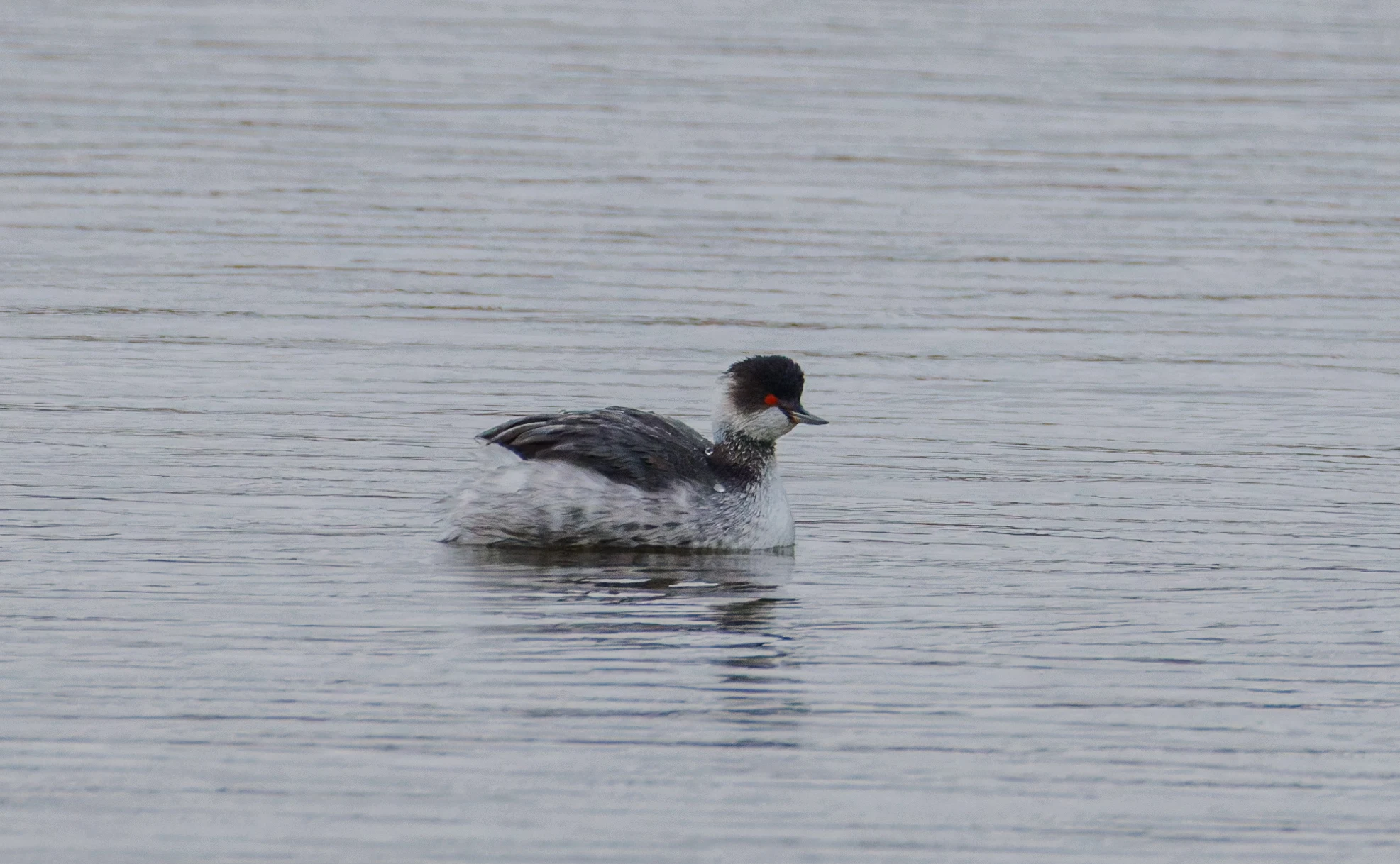 Black-necked Grebe, Clot de Galvany, Alicante, Spain — photo by Orlando Prugel-Bennett