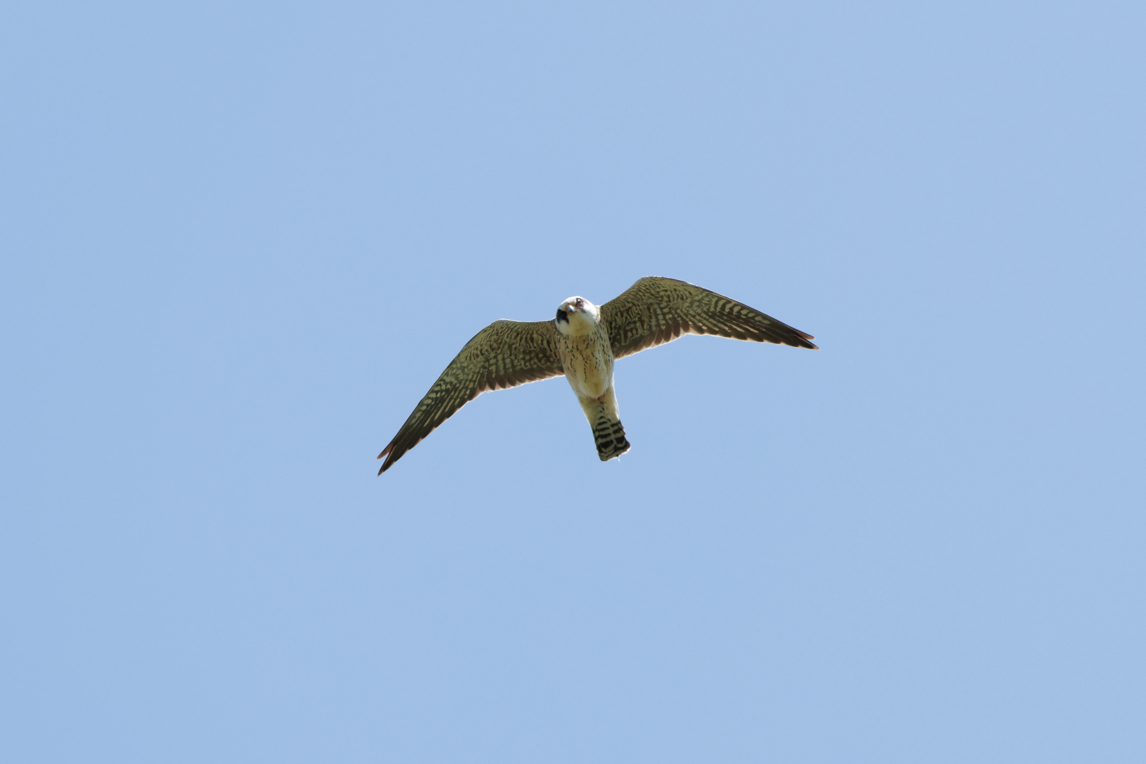Red-footed Falcon, Romanian Steppe, Romania — photo by Orlando Prugel-Bennett