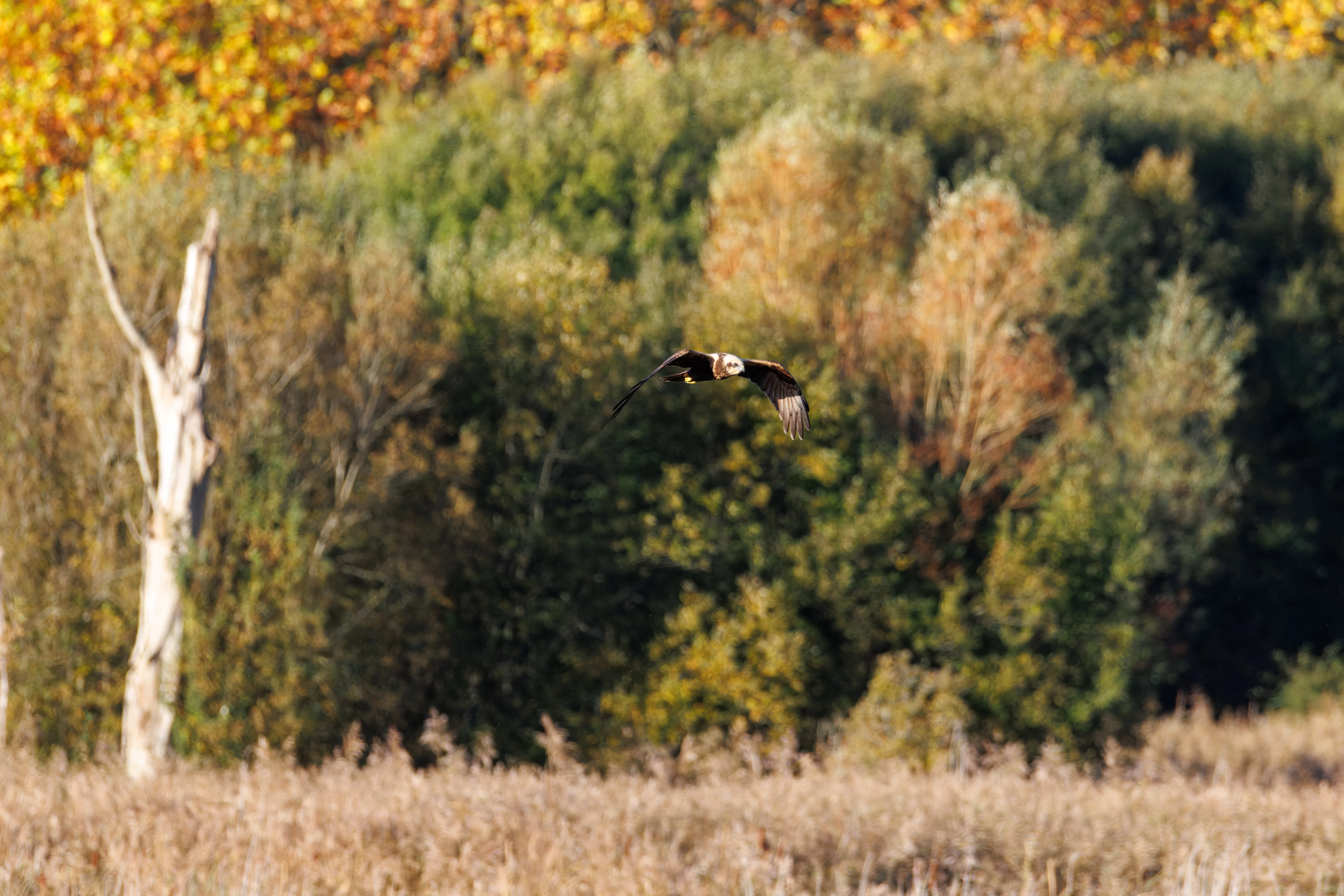 Western Marsh Harrier, Fishlake Meadows, Hampshire, UK — photo by Orlando Prugel-Bennett