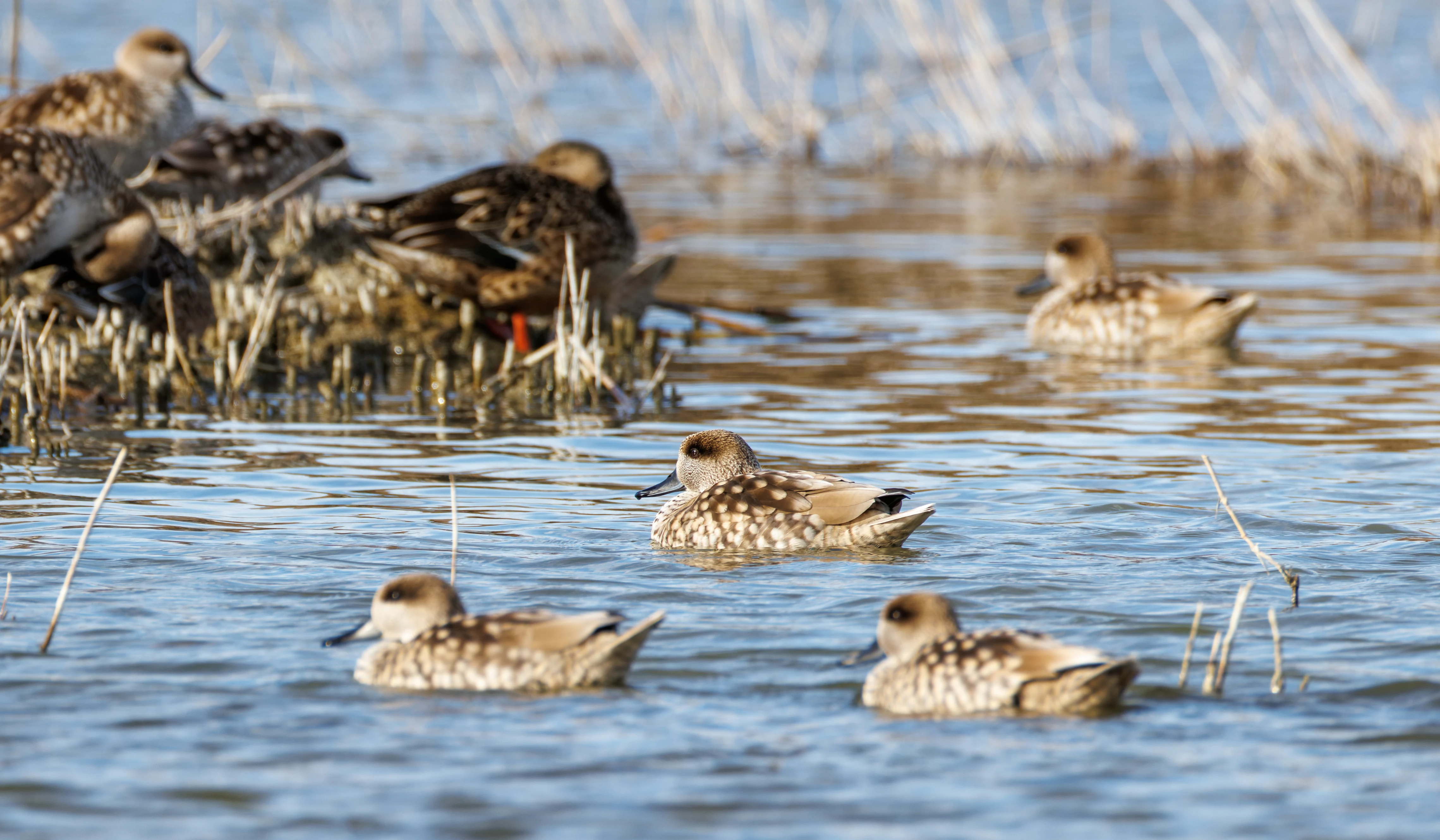 Marbled Teal, El Hondo, Spain — photo by Orlando Prugel-Bennett