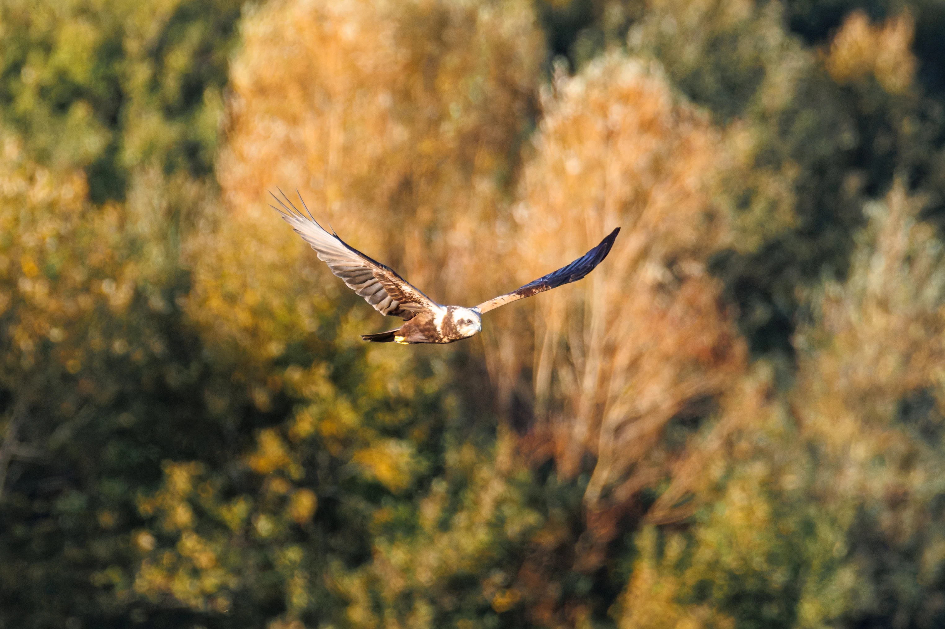 Marsh Harrier, Fishlake Meadows, Hampshire, UK — photo by Orlando Prugel-Bennett