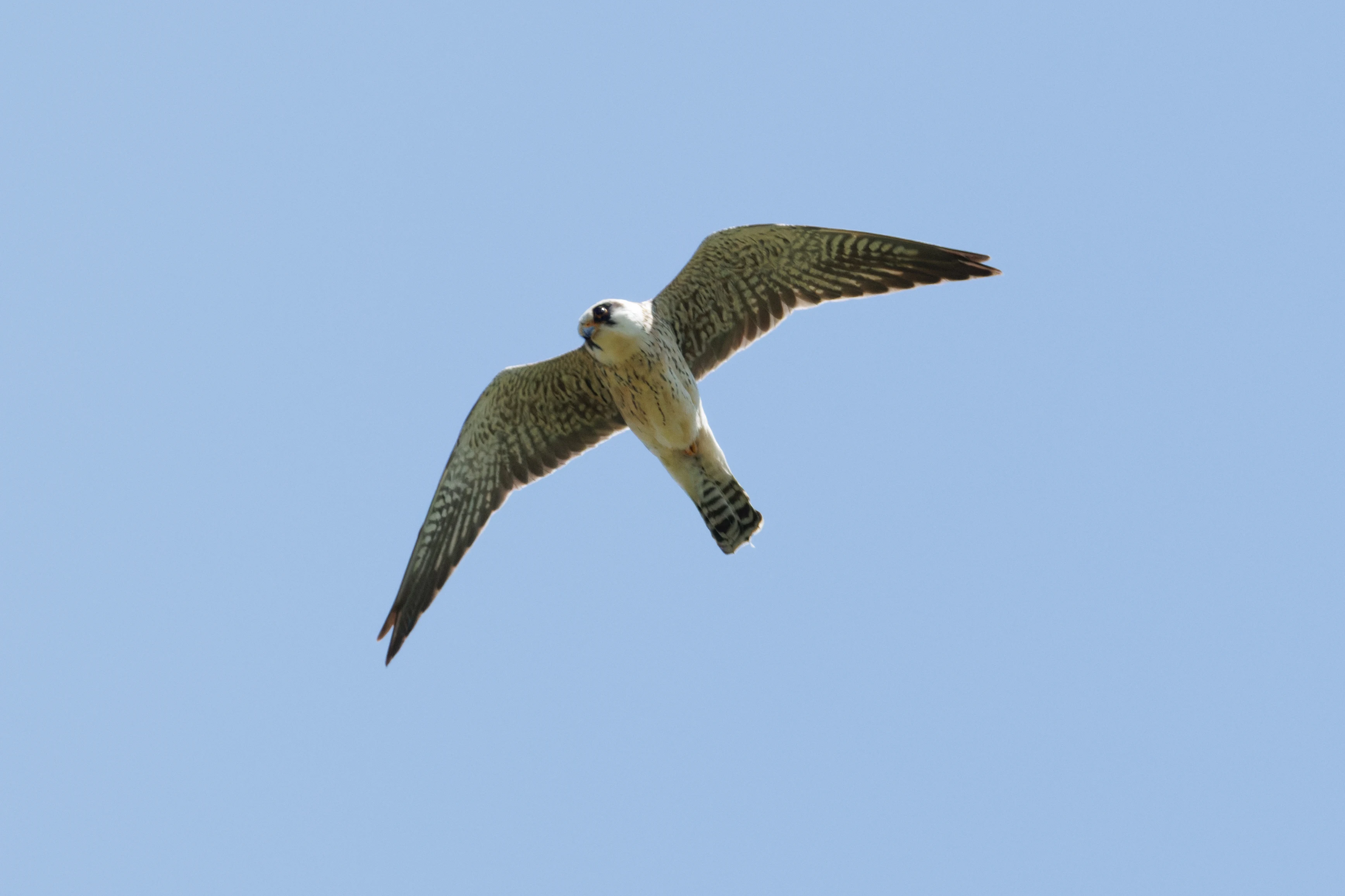 Red-footed Falcon, Romanian Steppe, Romania — photo by Orlando Prugel-Bennett