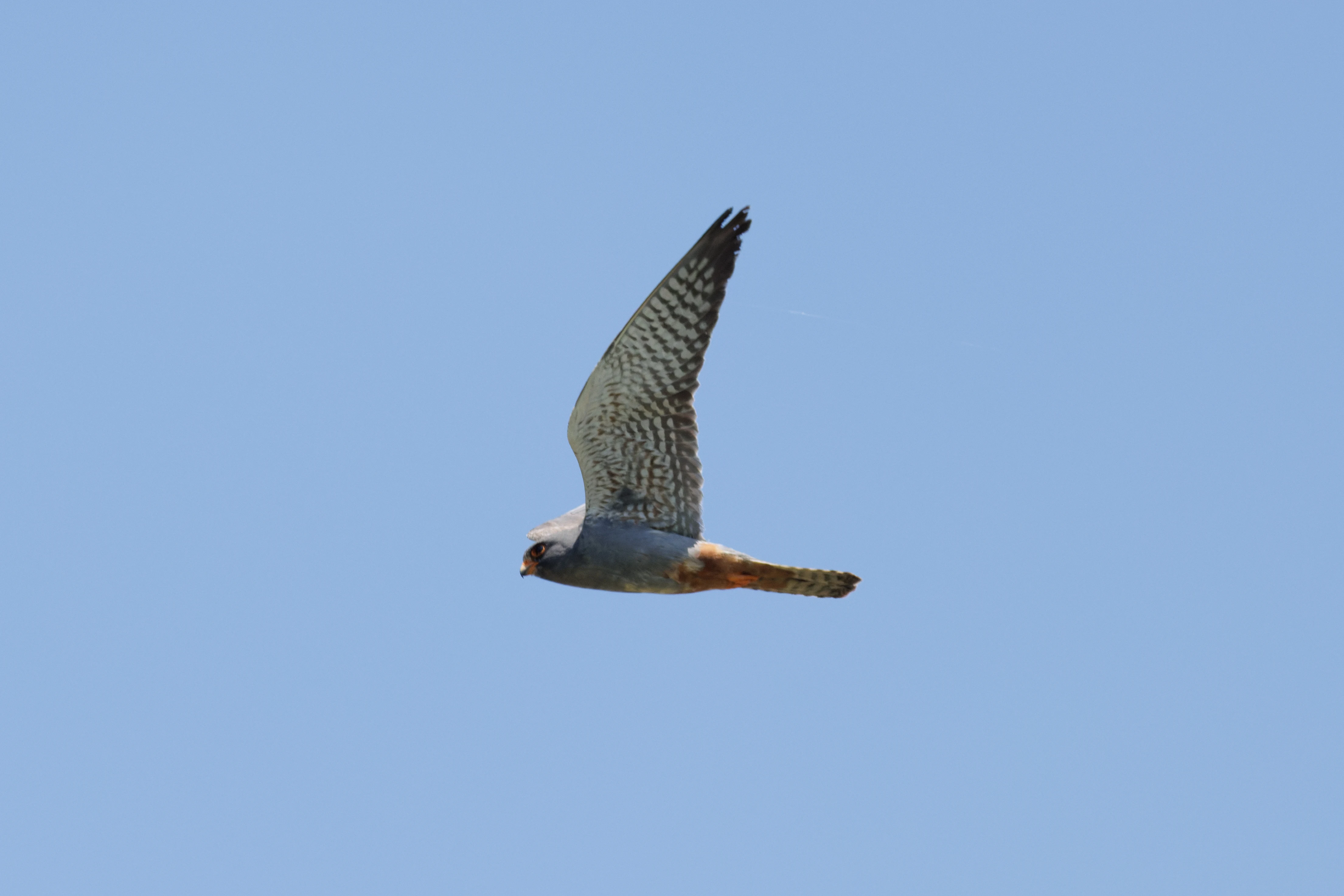 Red-footed Falcon, Romanian Steppe, Romania — photo by Orlando Prugel-Bennett