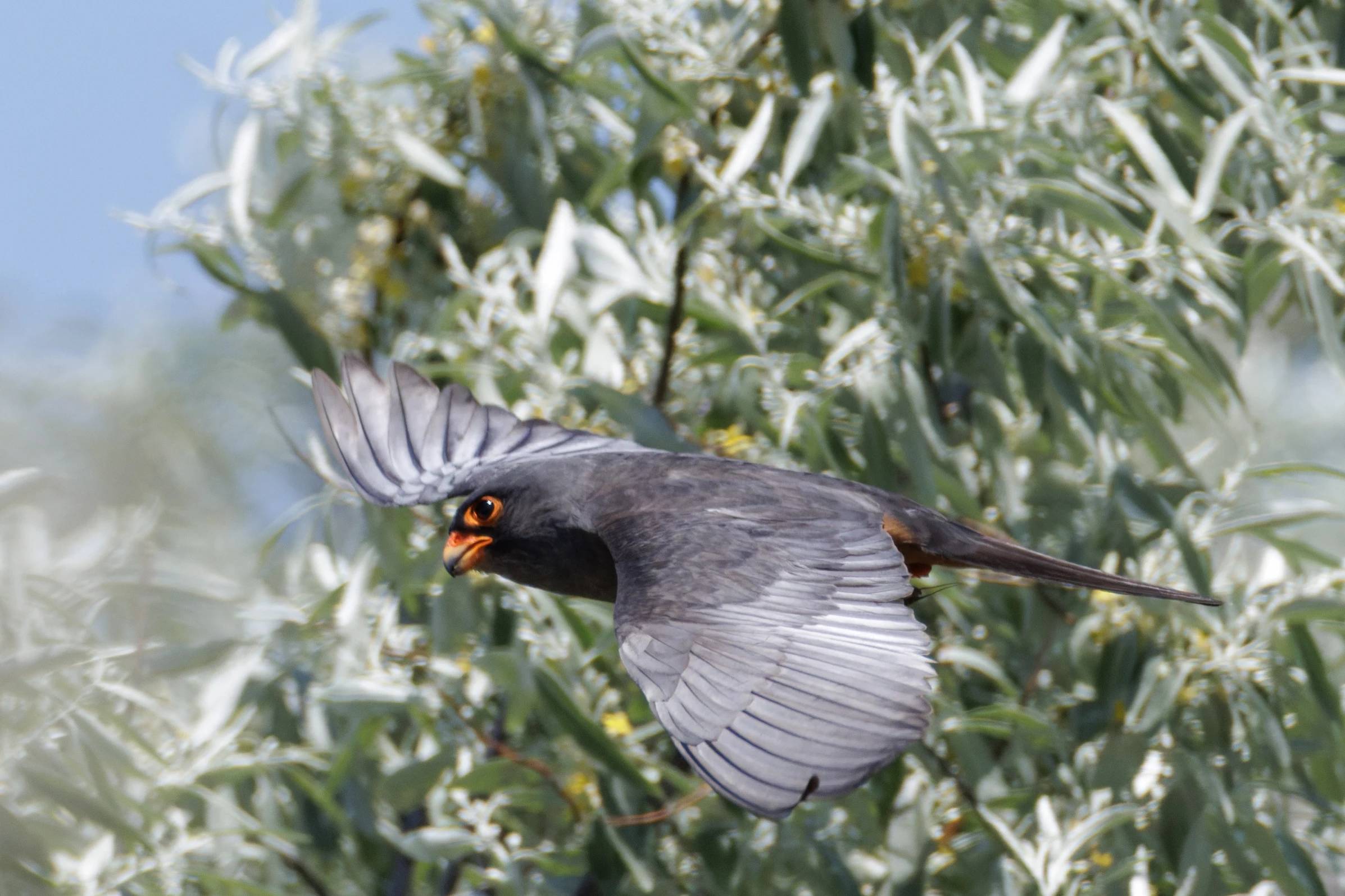 Red-footed Falcon, Romanian Steppe, Romania — photo by Orlando Prugel-Bennett