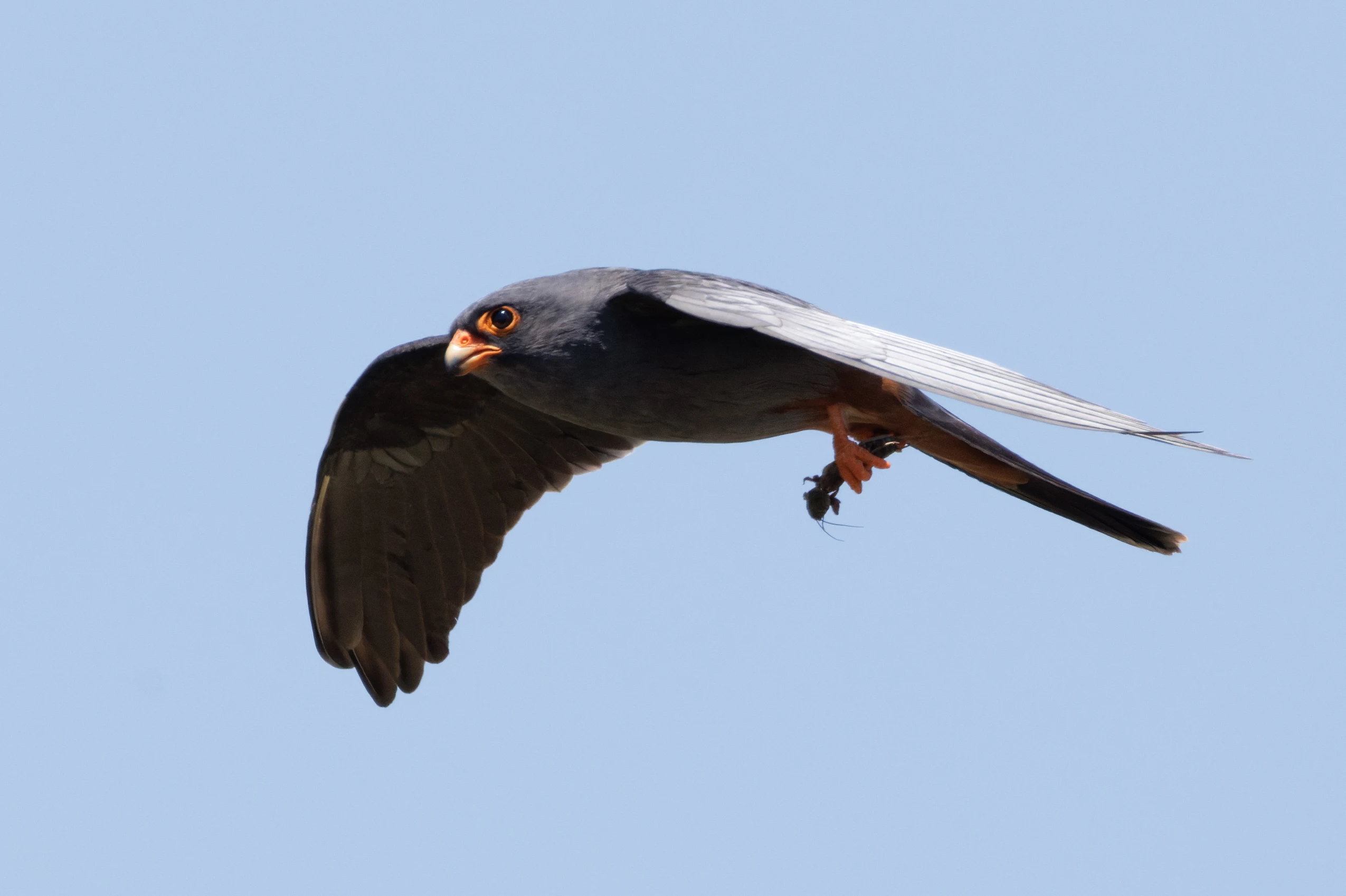 Red-footed Falcon, Romanian Steppe, Romania — photo by Orlando Prugel-Bennett