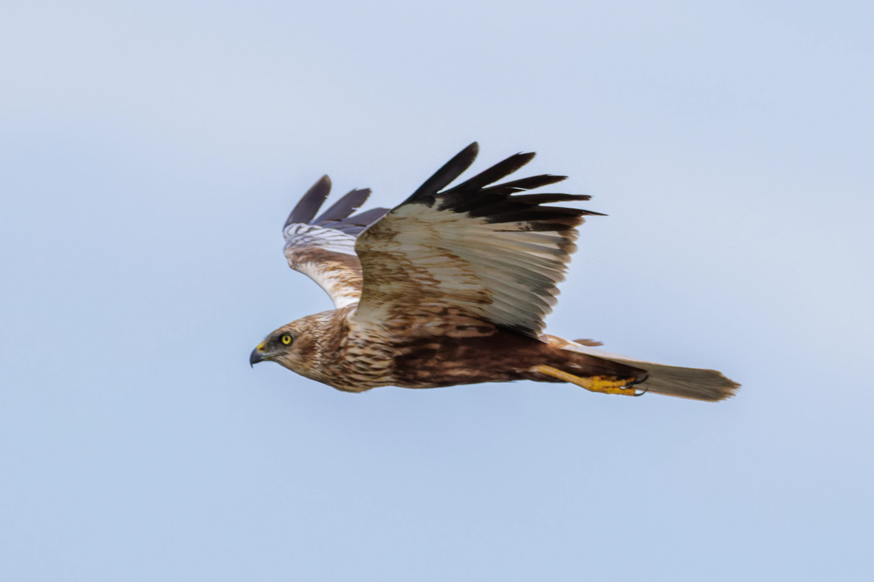 Western Marsh Harrier, Danube Delta, Romania — photo by Orlando Prugel-Bennett