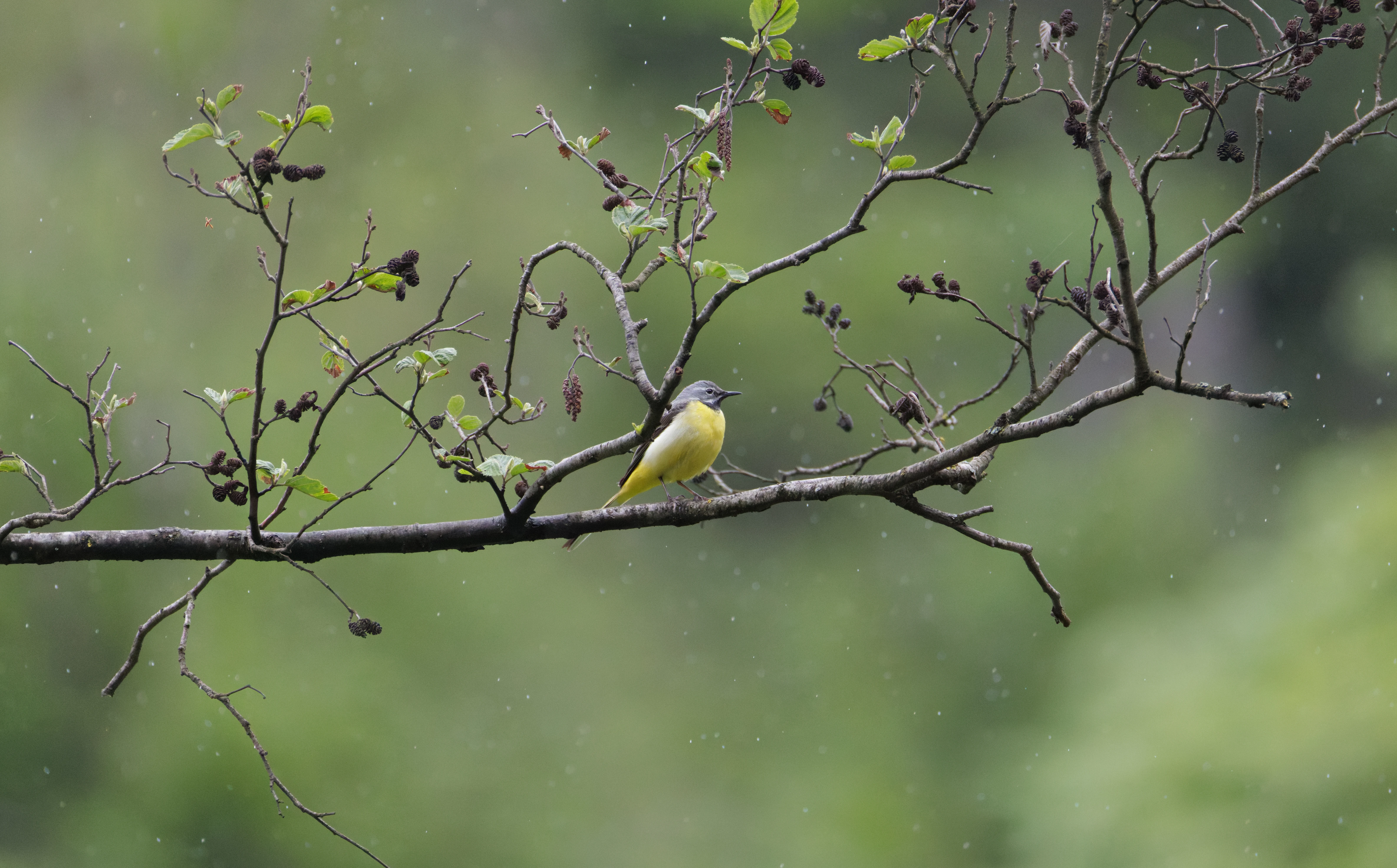 Grey Wagtail, Transylvania, Romania — photo by Orlando Prugel-Bennett