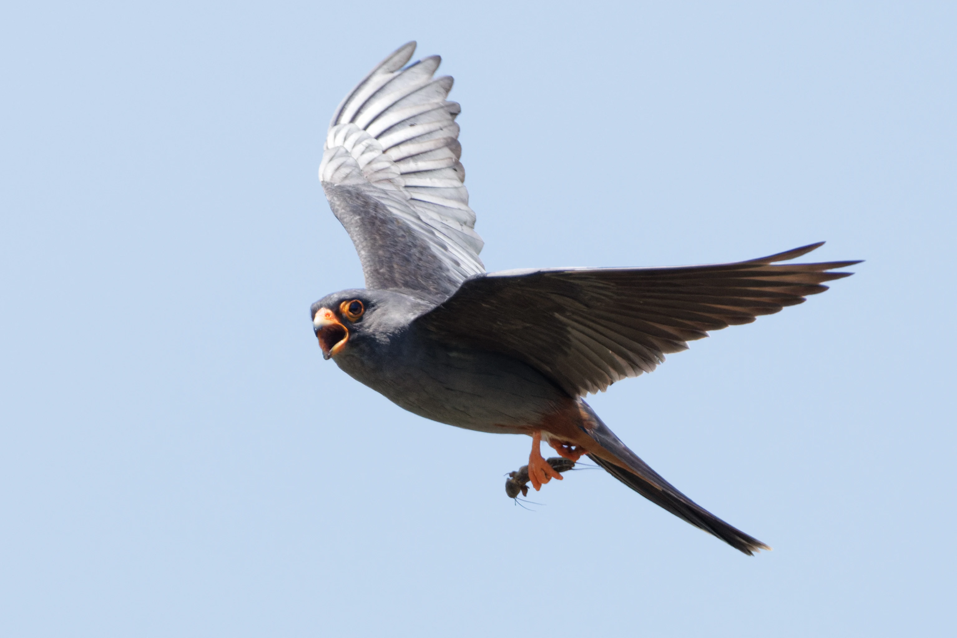 Red-footed Falcon, Romanian Steppe, Romania — photo by Orlando Prugel-Bennett