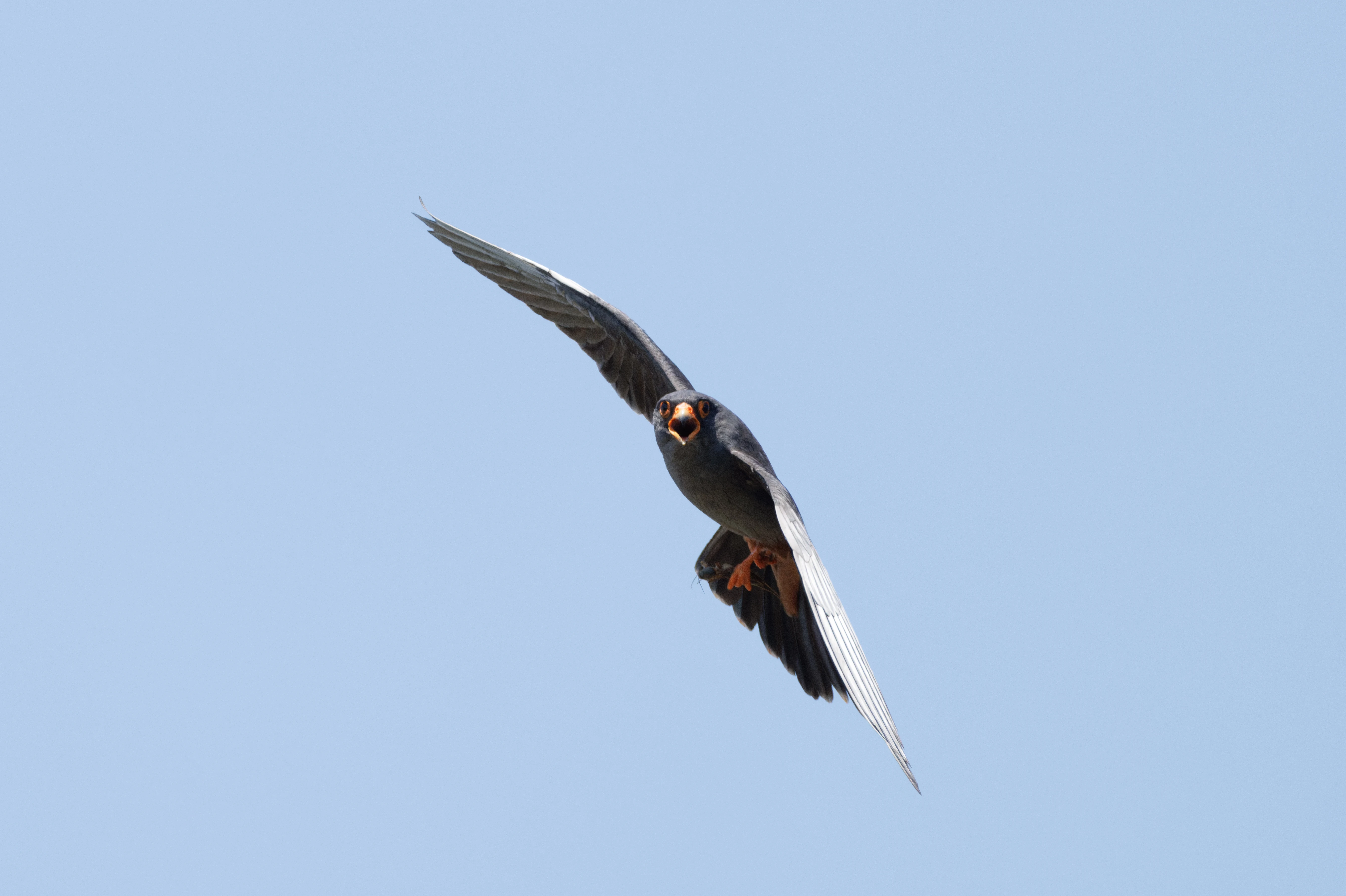 Red-footed Falcon, Romanian Steppe, Romania — photo by Orlando Prugel-Bennett