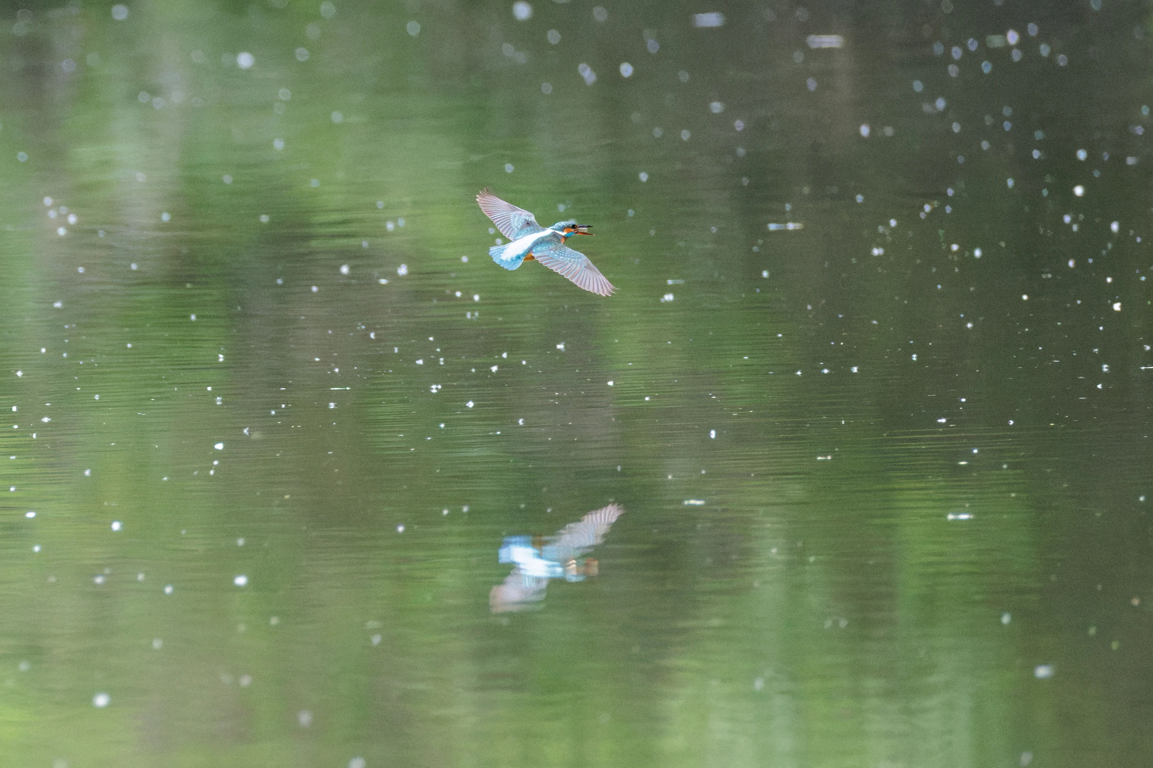Common Kingfisher in flight over water, Danube Delta, Romania — photo by Orlando Prugel-Bennett
