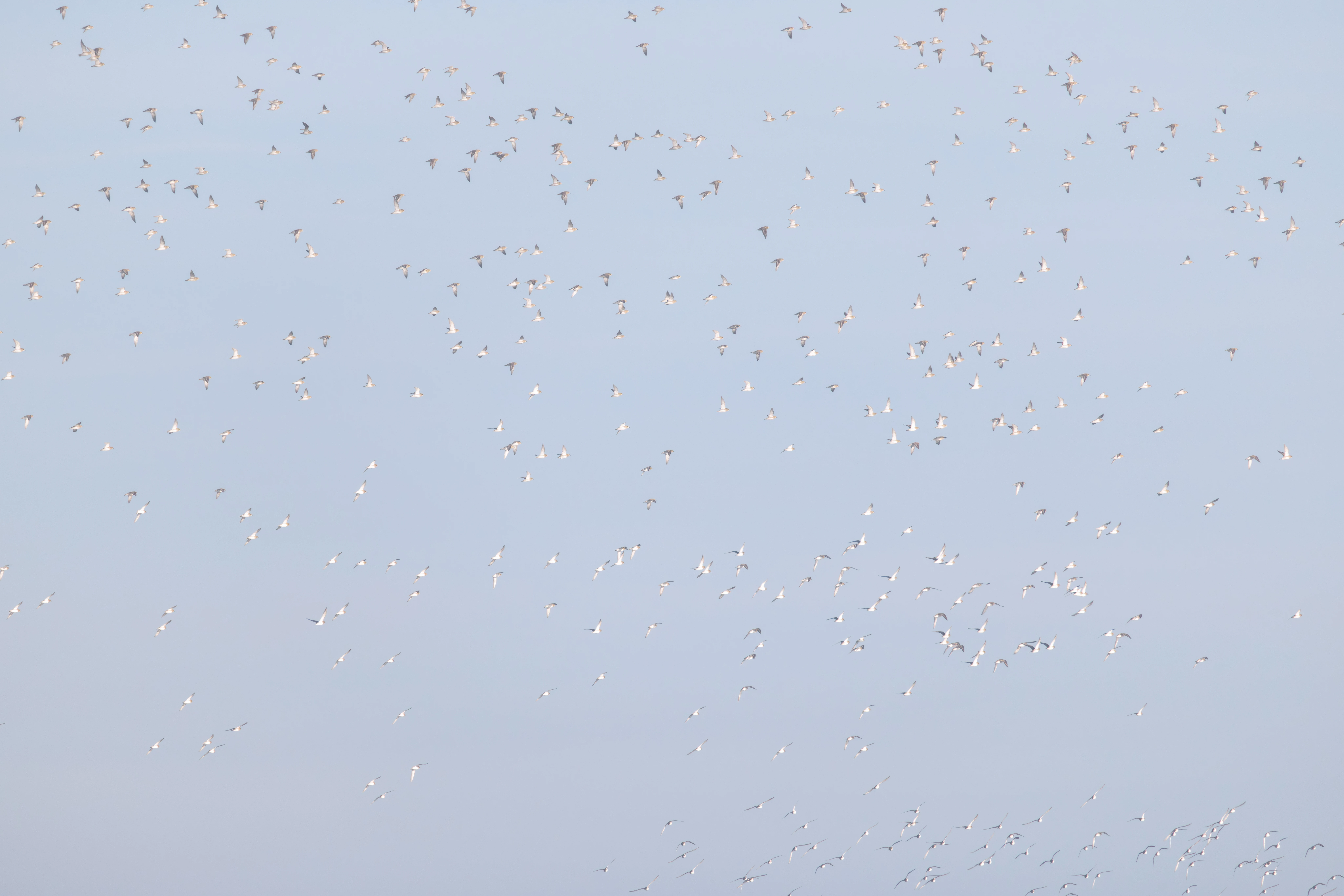 European Golden Plovers, Zeeland, Netherlands — photo by Orlando Prugel-Bennett