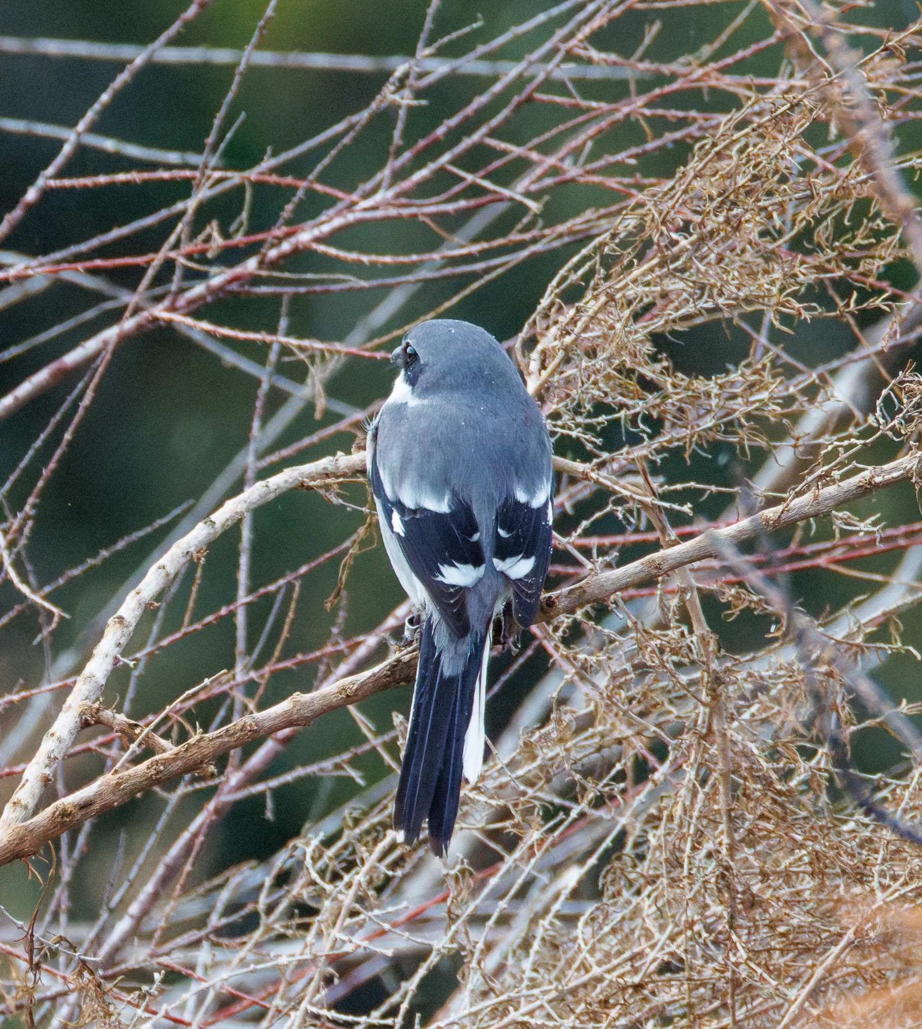 Iberian Grey Shrike, Clot de Galvany, Alicante, Spain — photo by Orlando Prugel-Bennett