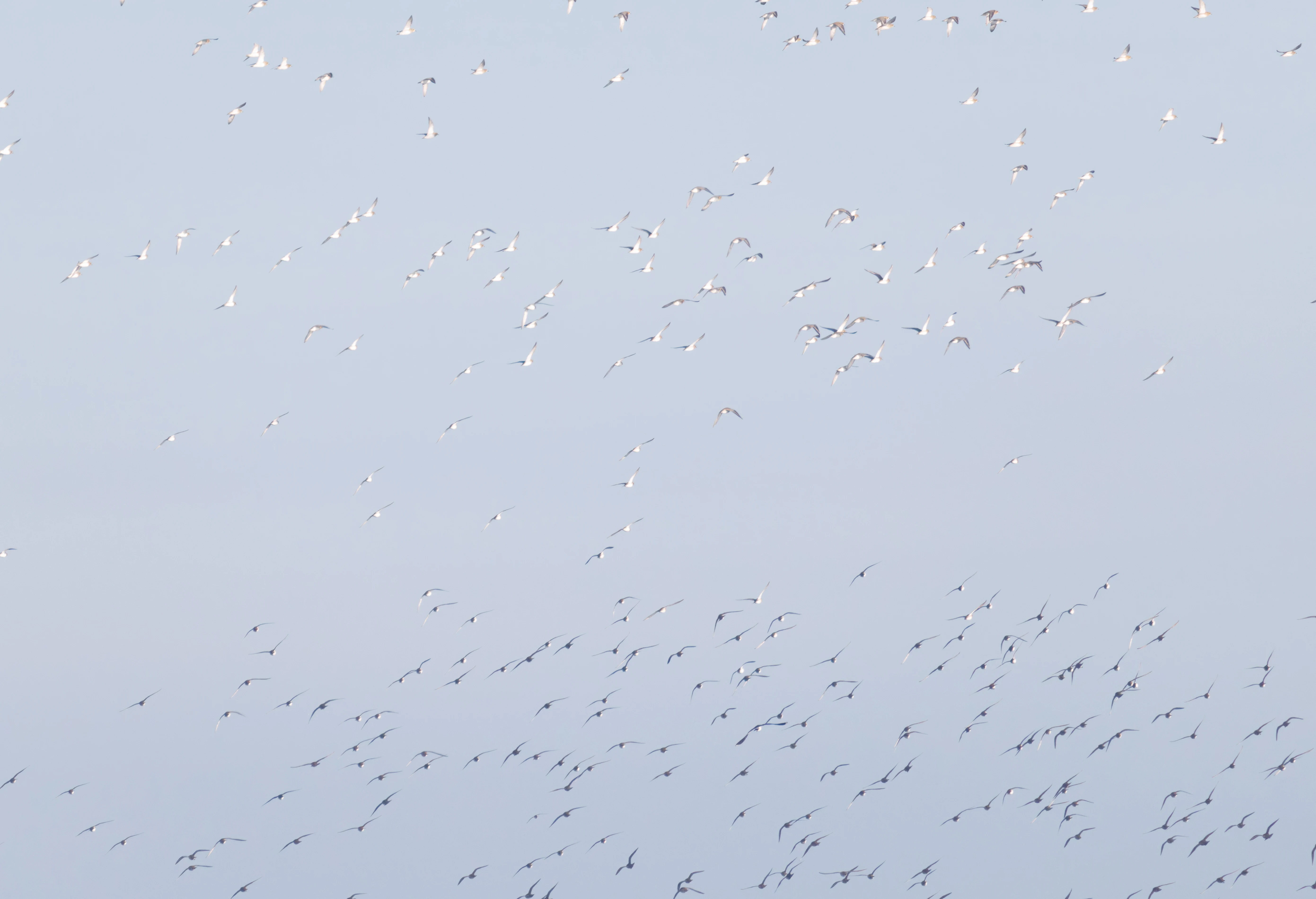 European Golden Plovers, Zeeland, Netherlands — photo by Orlando Prugel-Bennett