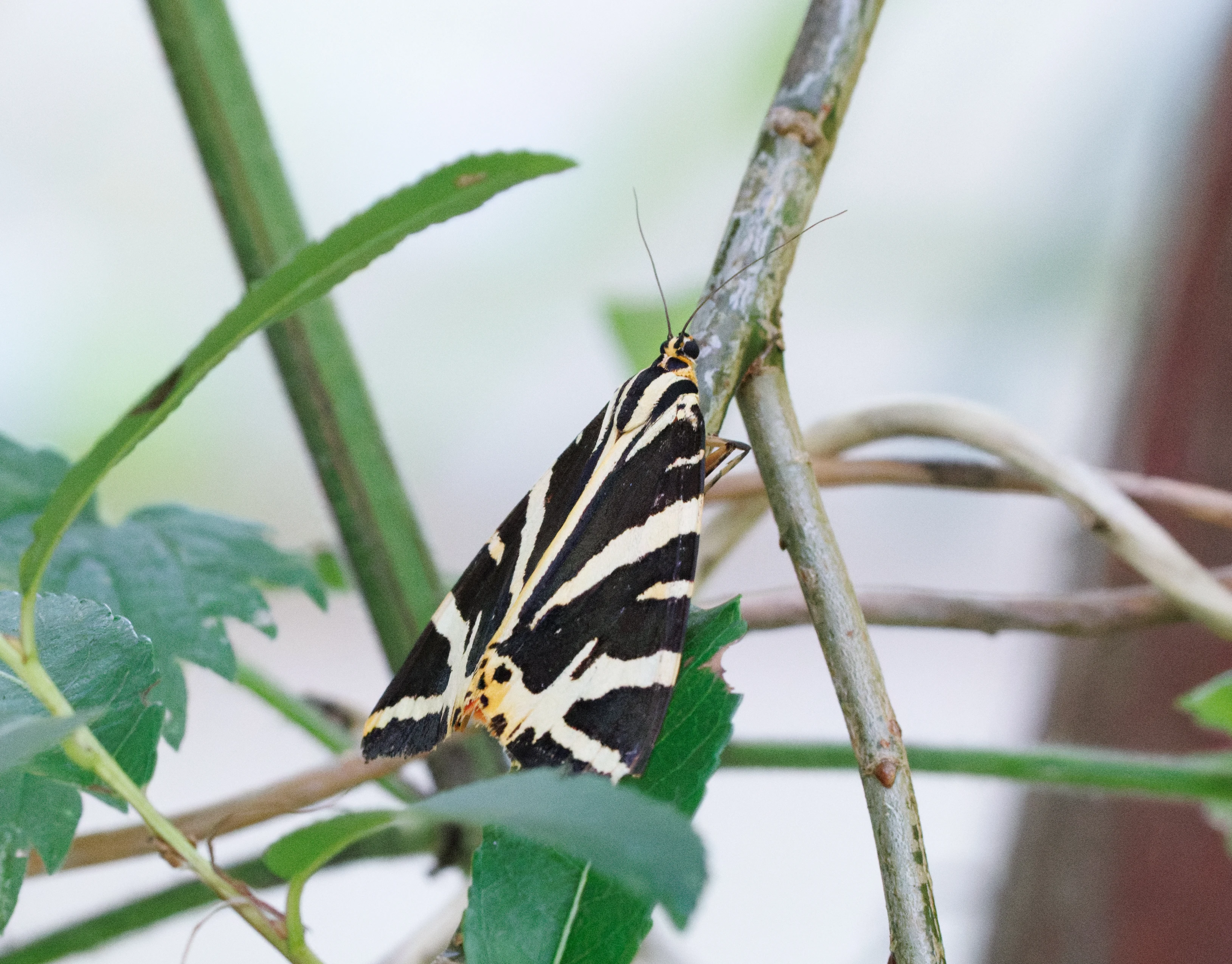 Jersey Tiger Moth, Eling, Hampshire, UK — photo by Orlando Prugel-Bennett
