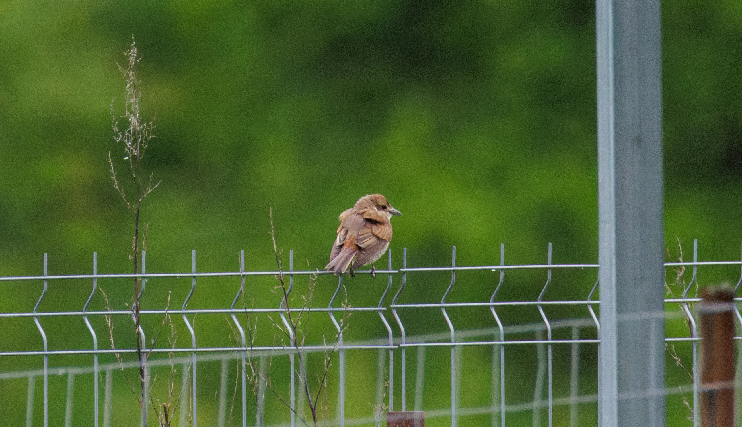 Red-backed Shrike, Transylvania, Romania — photo by Orlando Prugel-Bennett