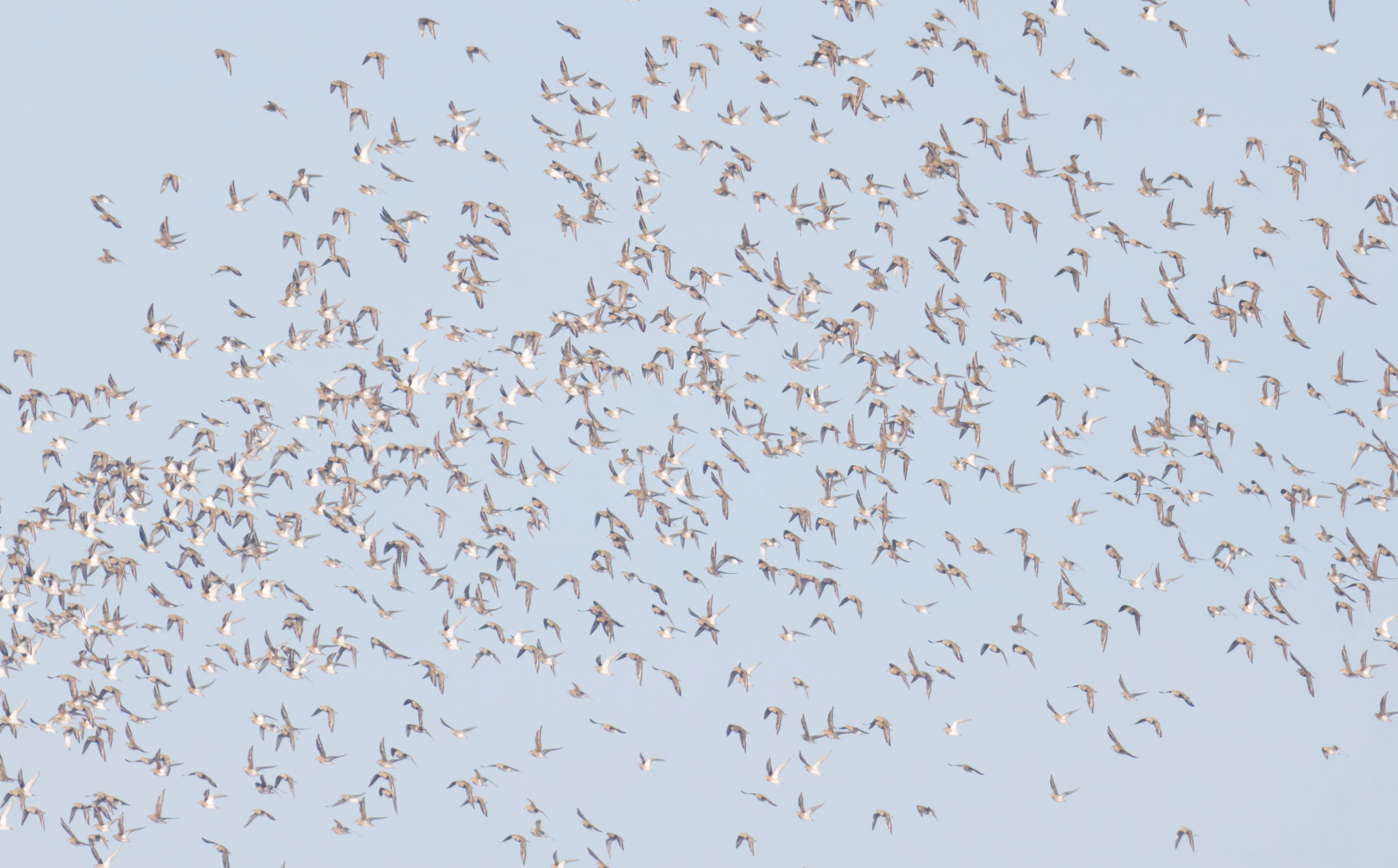 European Golden Plovers, Zeeland, Netherlands — photo by Orlando Prugel-Bennett