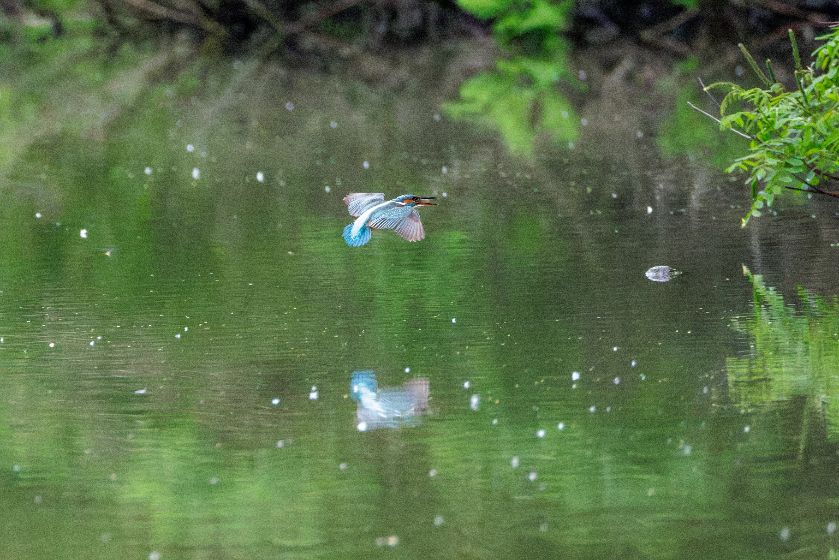 Common Kingfisher in flight, Danube Delta, Romania — photo by Orlando Prugel-Bennett