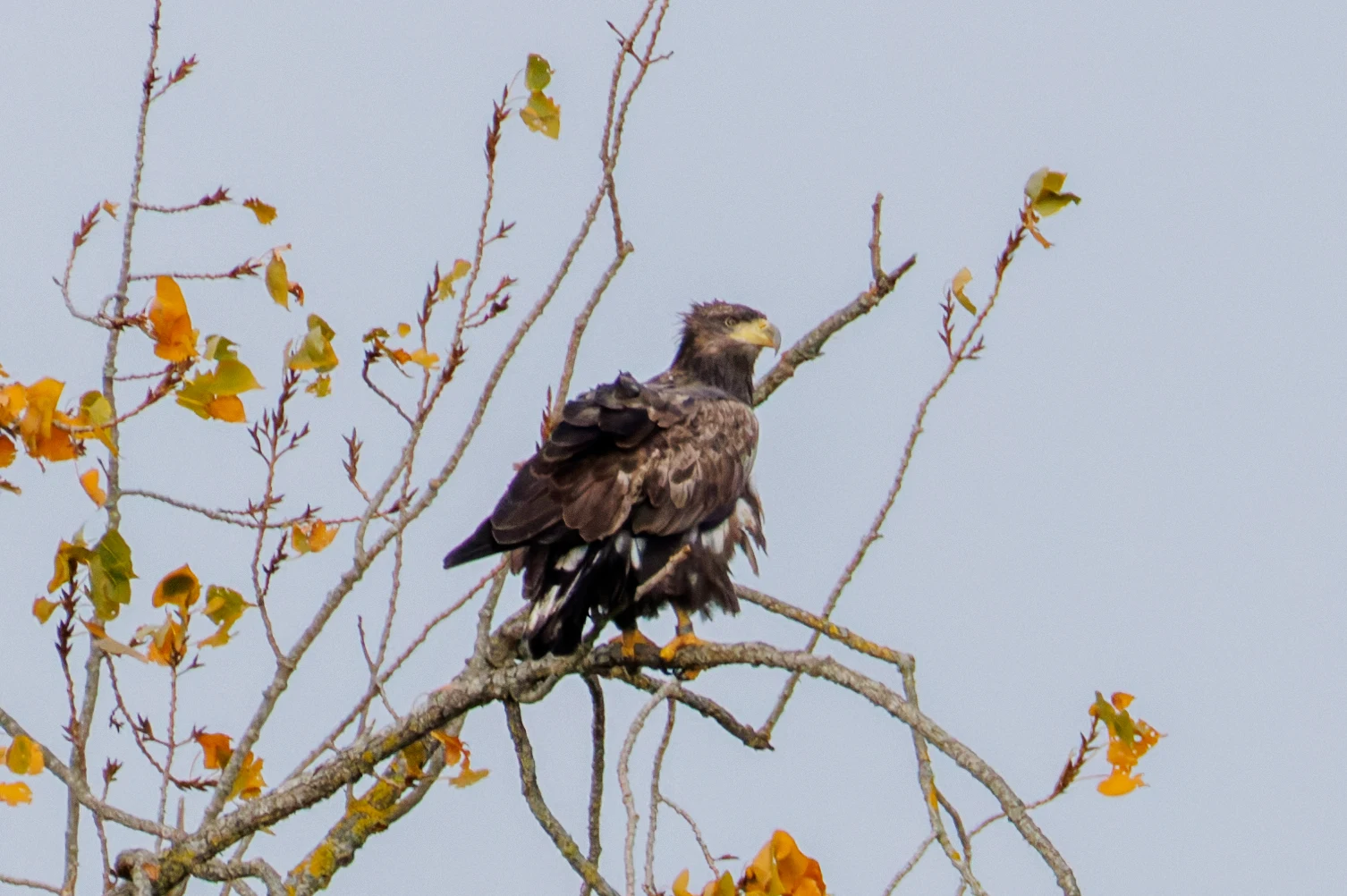 White-tailed Eagle, Fishlake Meadows, Hampshire, UK — photo by Orlando Prugel-Bennett