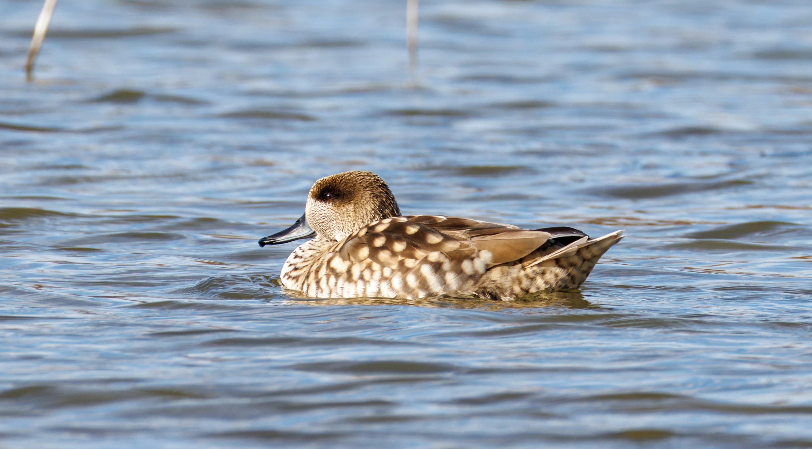 Marbled Teal, El Hondo, Spain — photo by Orlando Prugel-Bennett