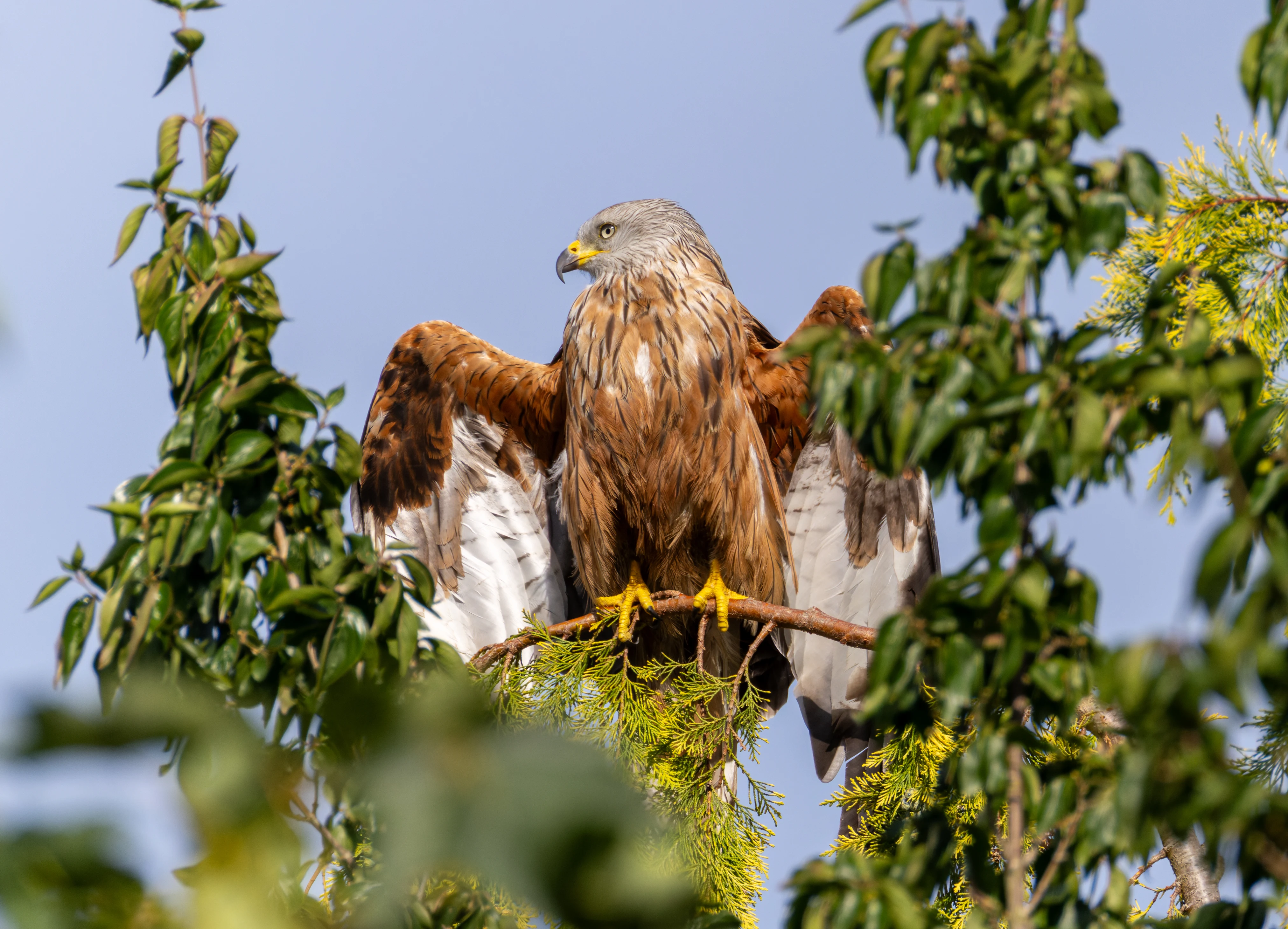 Red Kite, Didcot, Oxfordshire, UK — photo by Orlando Prugel-Bennett