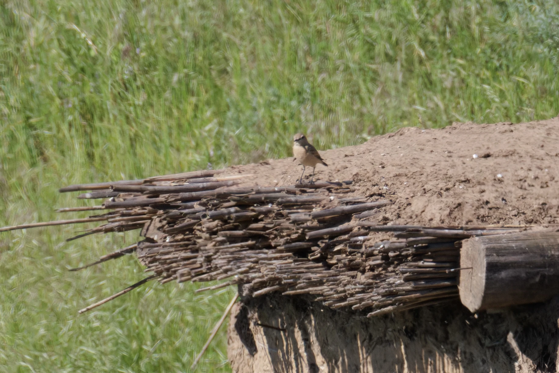 Isabelline Wheatear, Romanian Steppe, Romania — photo by Orlando Prugel-Bennett