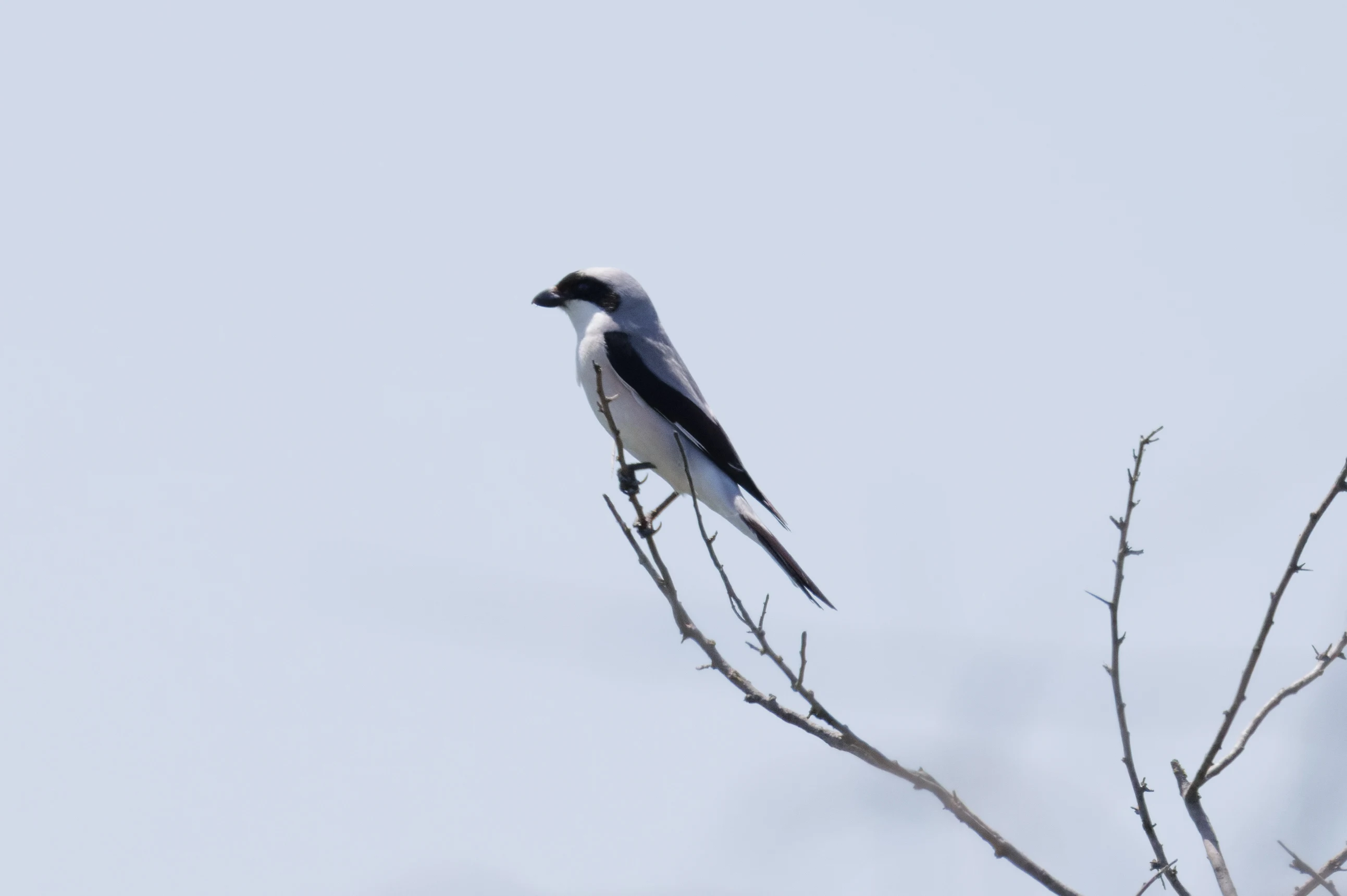 Lesser Grey Shrike, Romanian Steppe, Romania — photo by Orlando Prugel-Bennett