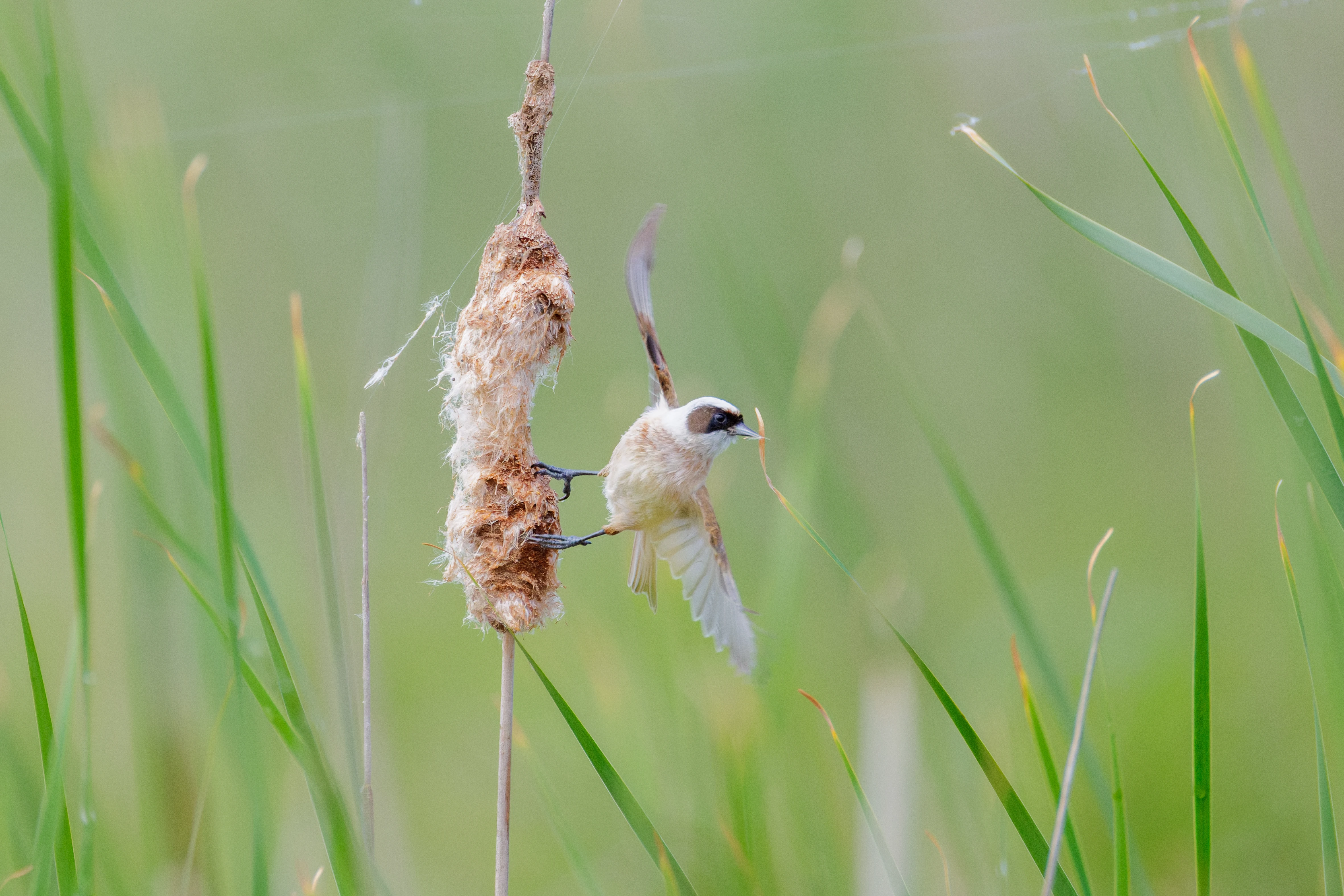 Eurasian Penduline Tit, Danube Delta, Romania — photo by Orlando Prugel-Bennett