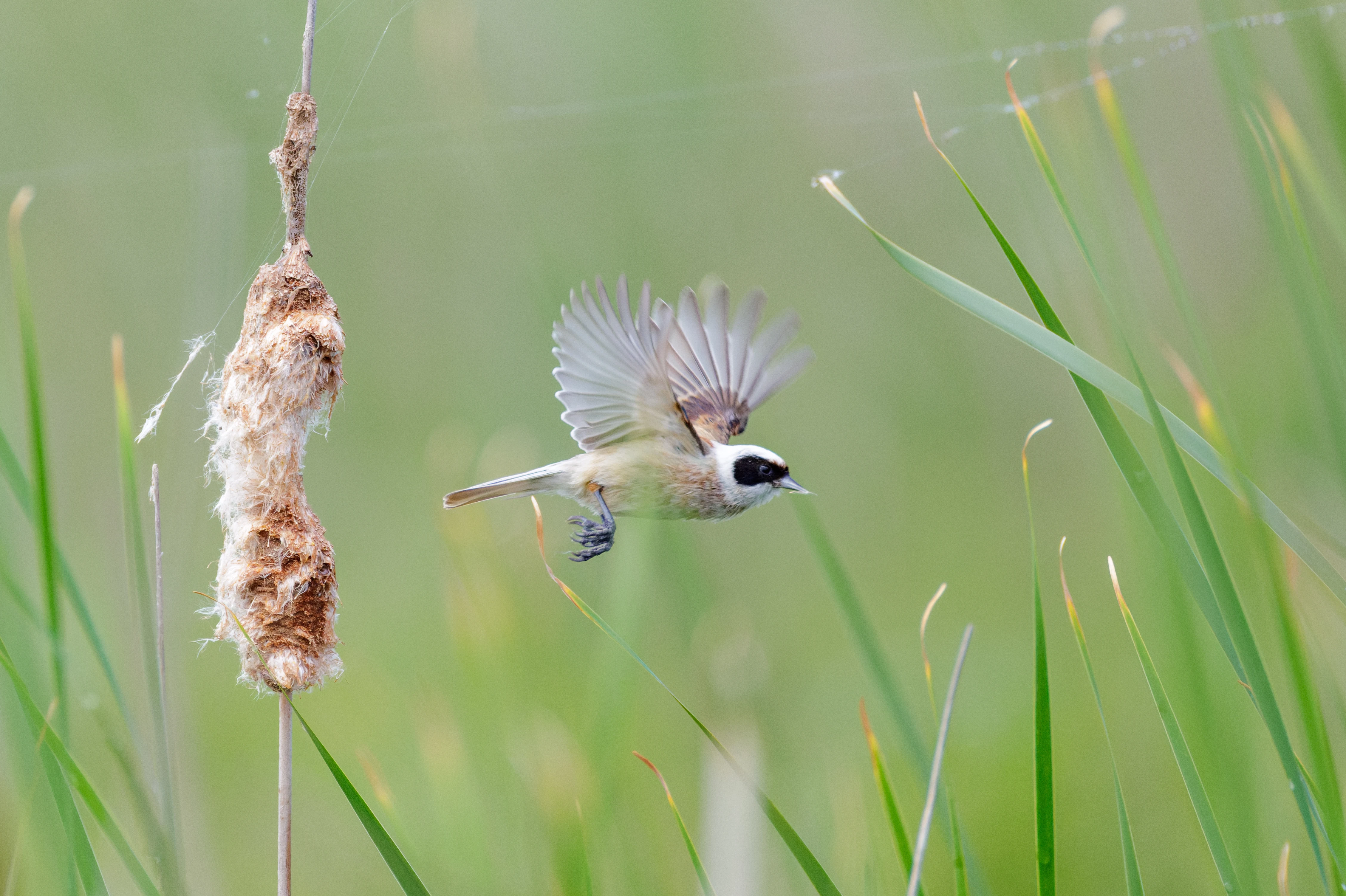 Eurasian Penduline Tit, Danube Delta, Romania — photo by Orlando Prugel-Bennett