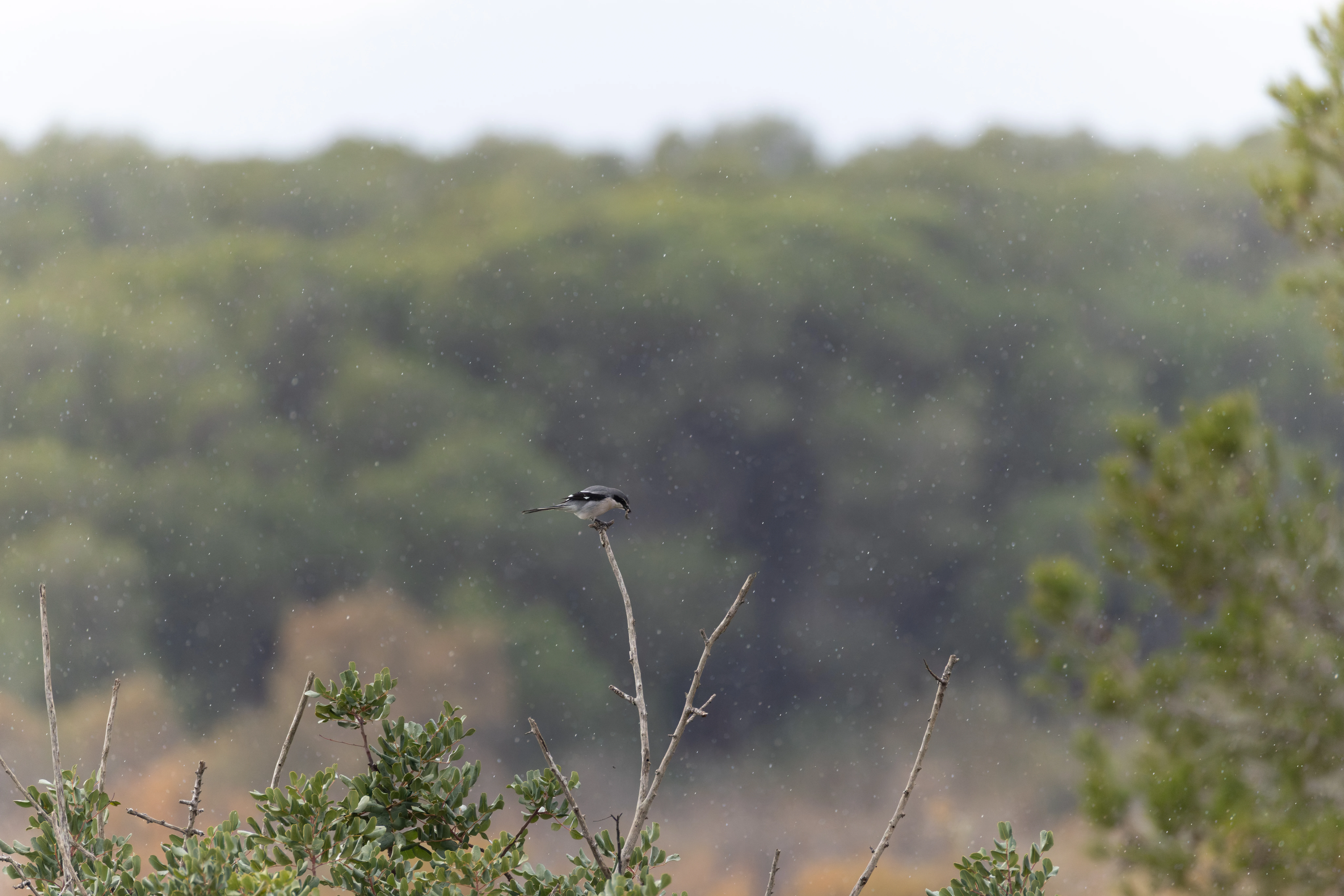 Iberian Grey Shrike, Clot de Galvany, Alicante, Spain — photo by Orlando Prugel-Bennett