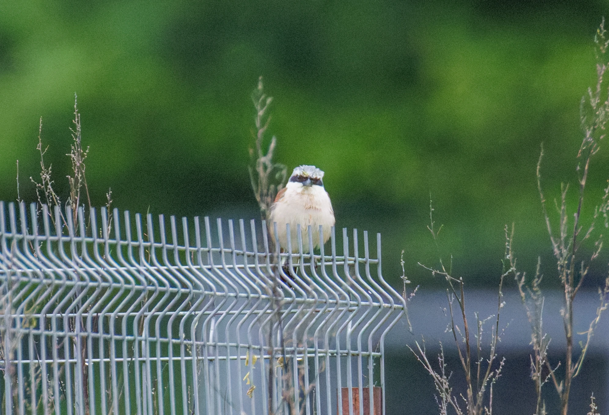 Red-backed Shrike, Transylvania, Romania — photo by Orlando Prugel-Bennett