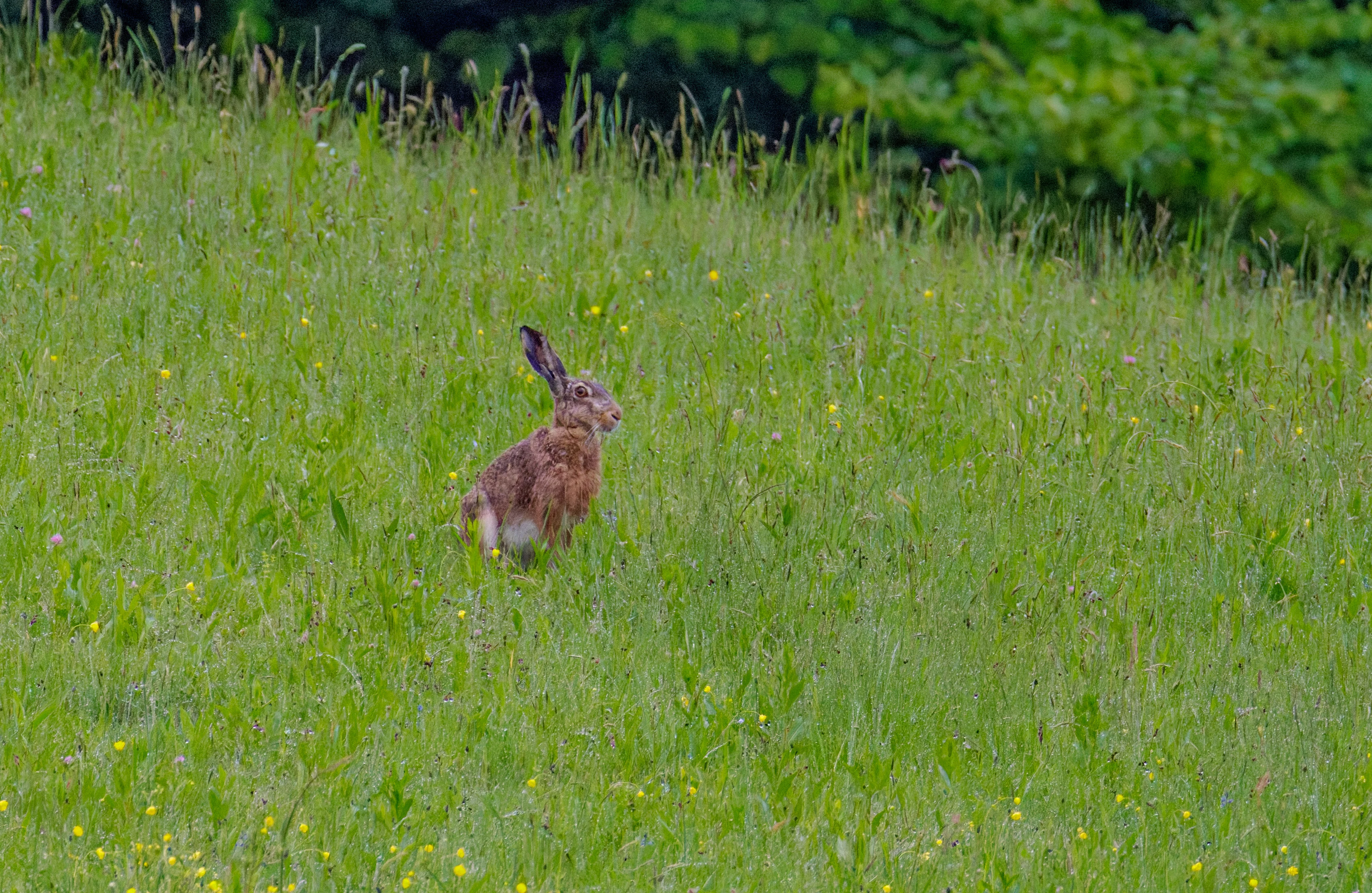 European Brown Hare, Transylvania, Romania — photo by Orlando Prugel-Bennett