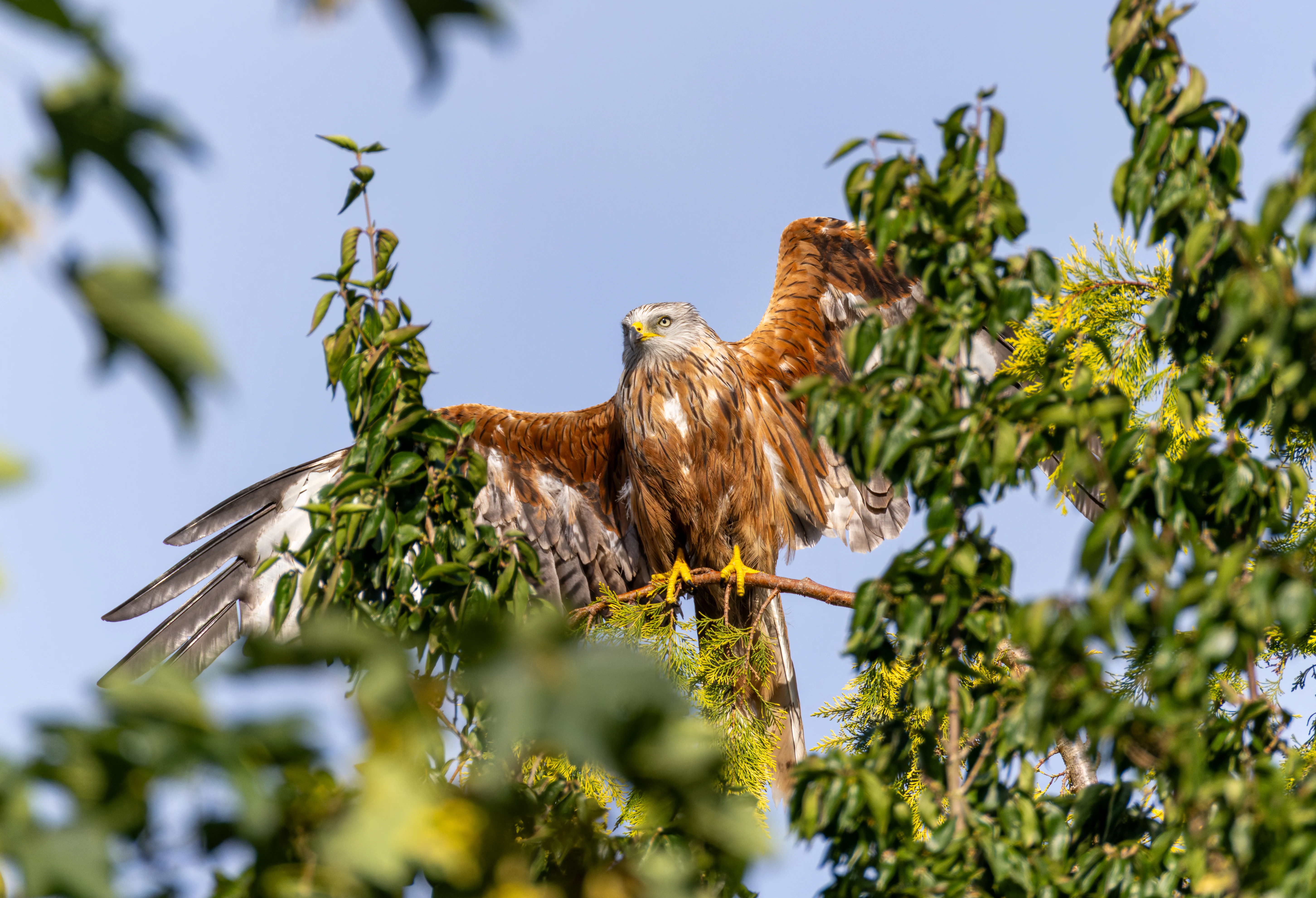 Red Kite, Didcot, Oxfordshire, UK — photo by Orlando Prugel-Bennett