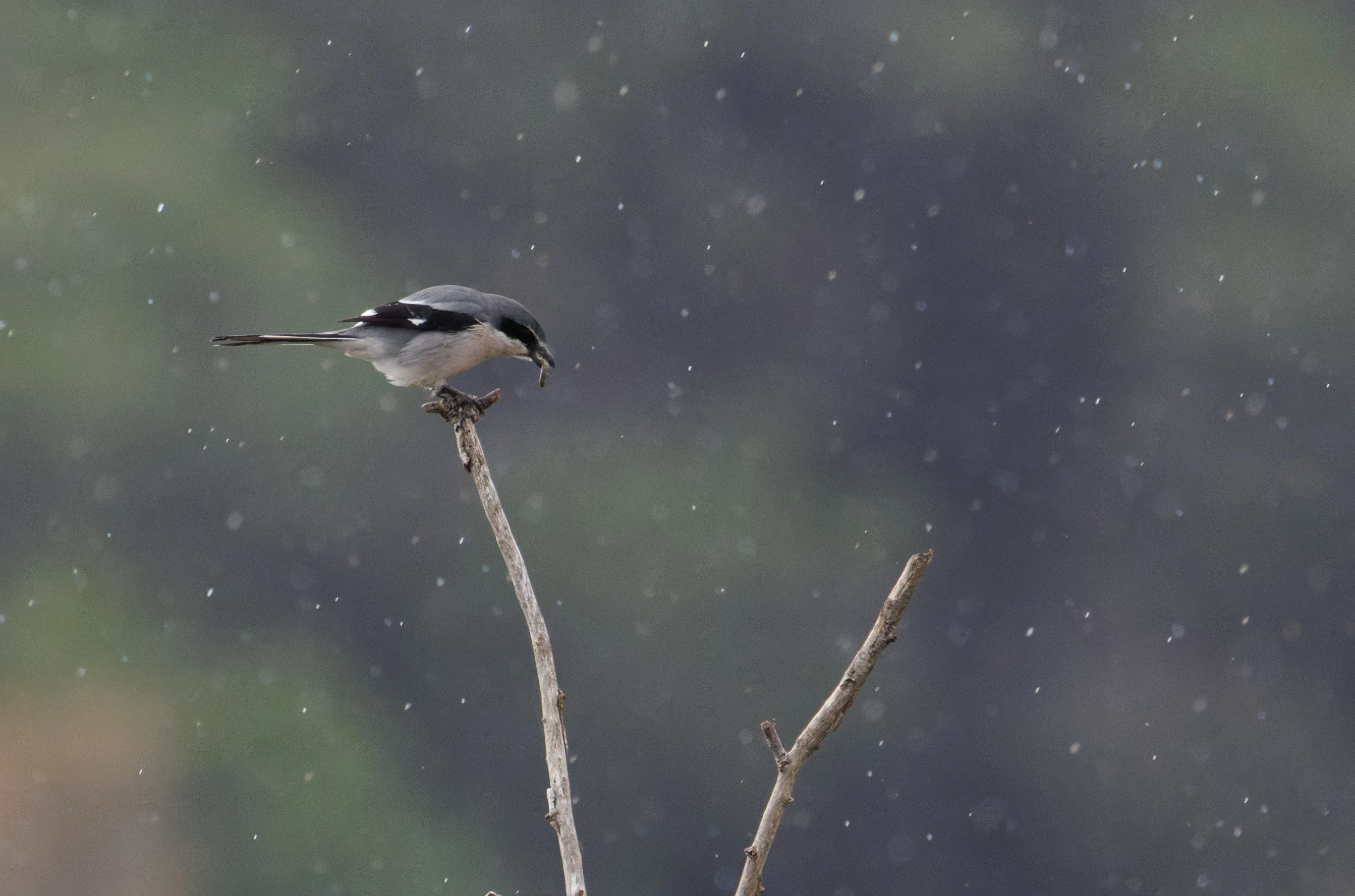 Iberian Grey Shrike, Clot de Galvany, Alicante, Spain — photo by Orlando Prugel-Bennett