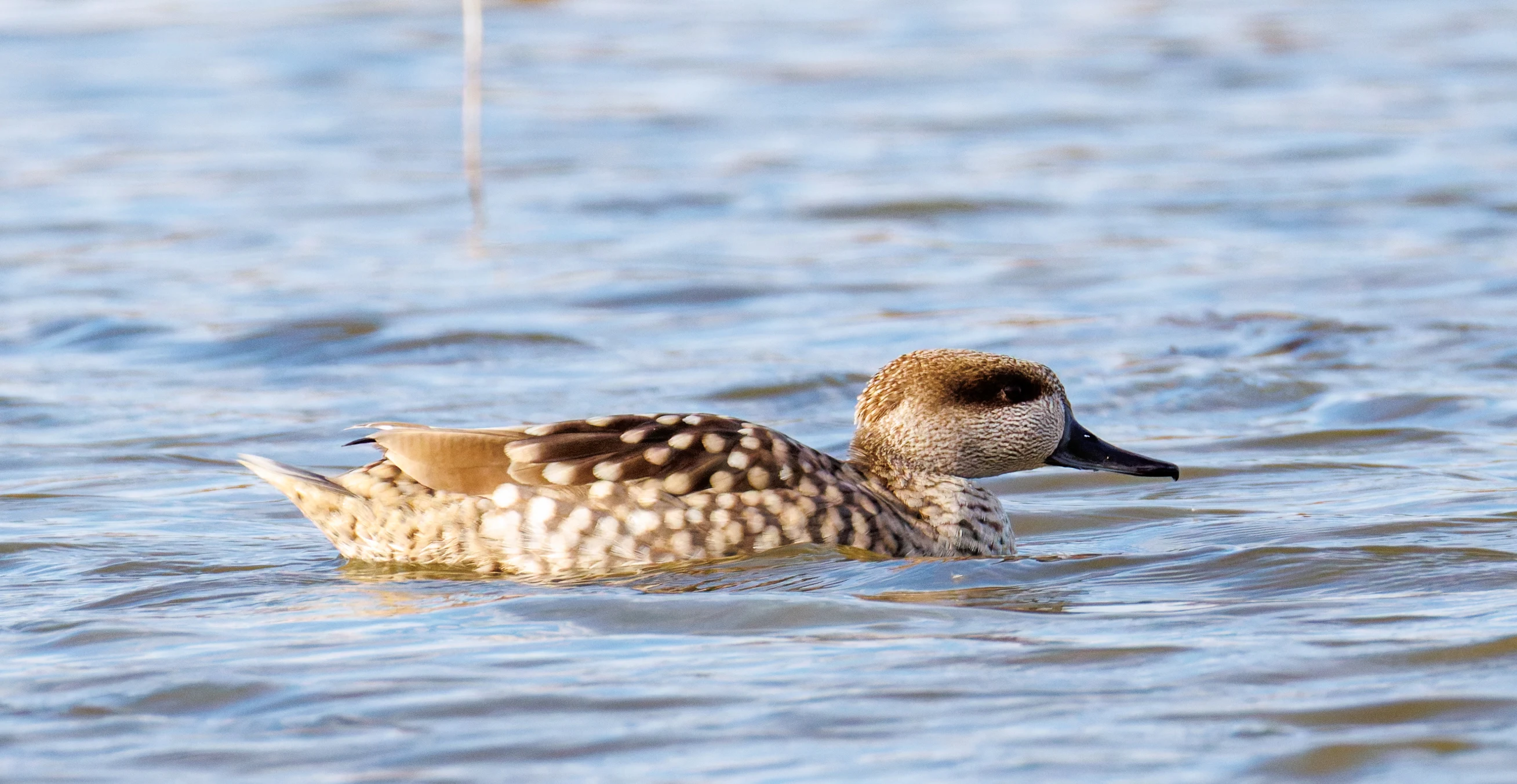 Marbled Teal, El Hondo, Spain — photo by Orlando Prugel-Bennett