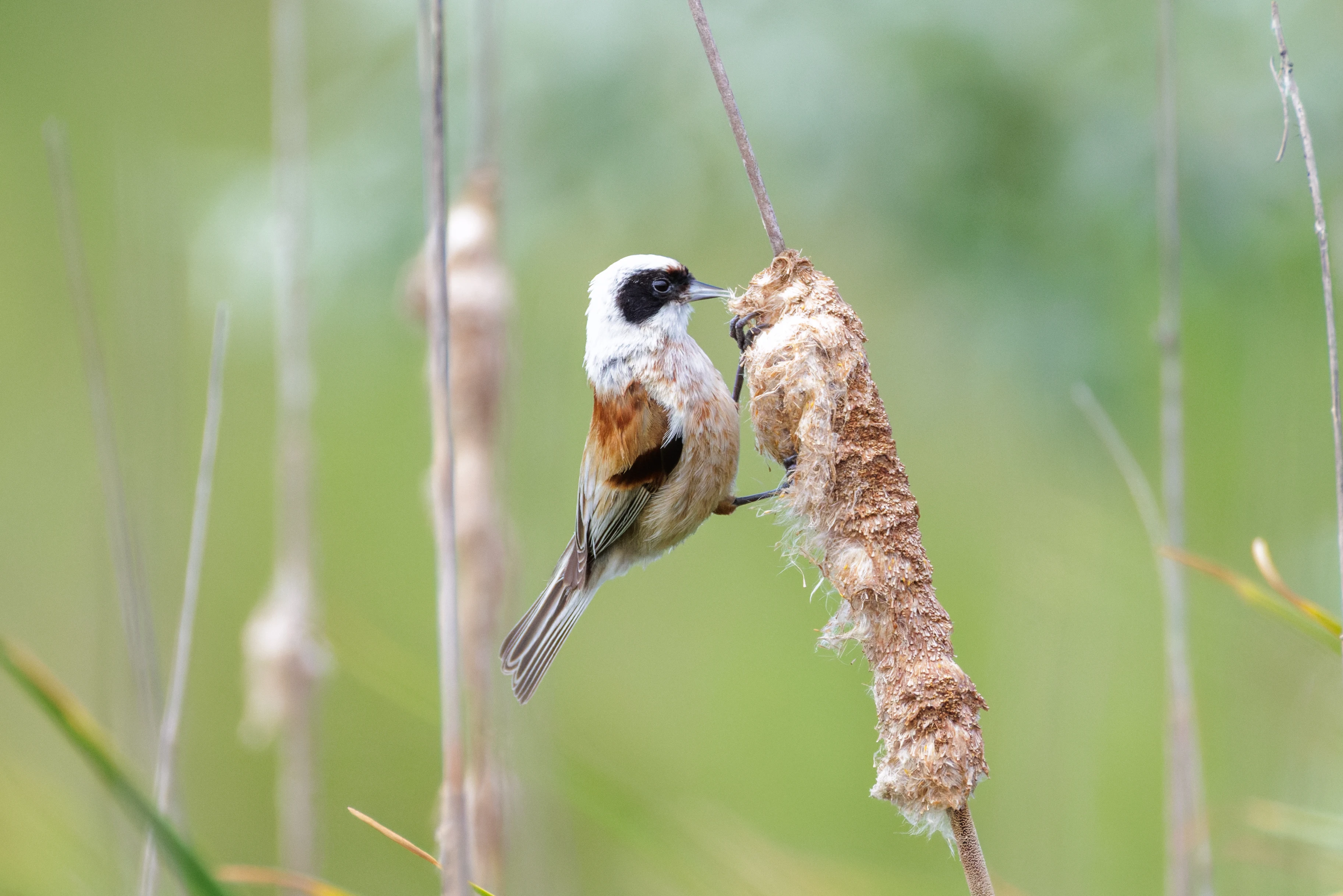 Eurasian Penduline Tit, Danube Delta, Romania — photo by Orlando Prugel-Bennett
